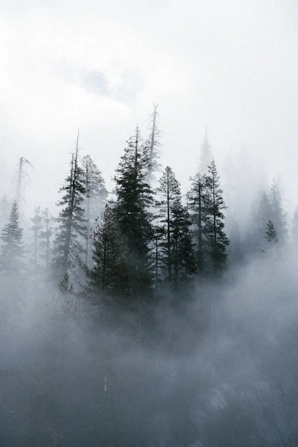 Conifere slanciate nella nebbia — il cipresso verde e altero in testa a Cypress & Grapevine di Jo Malone London, della profumeria Olara