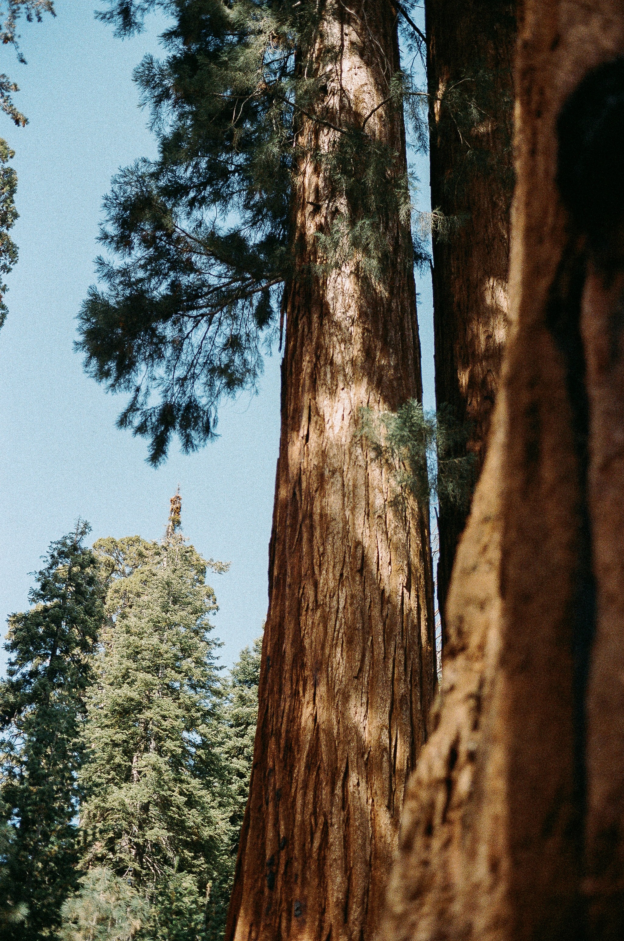Tall redwood trees reaching towards a clear blue sky.