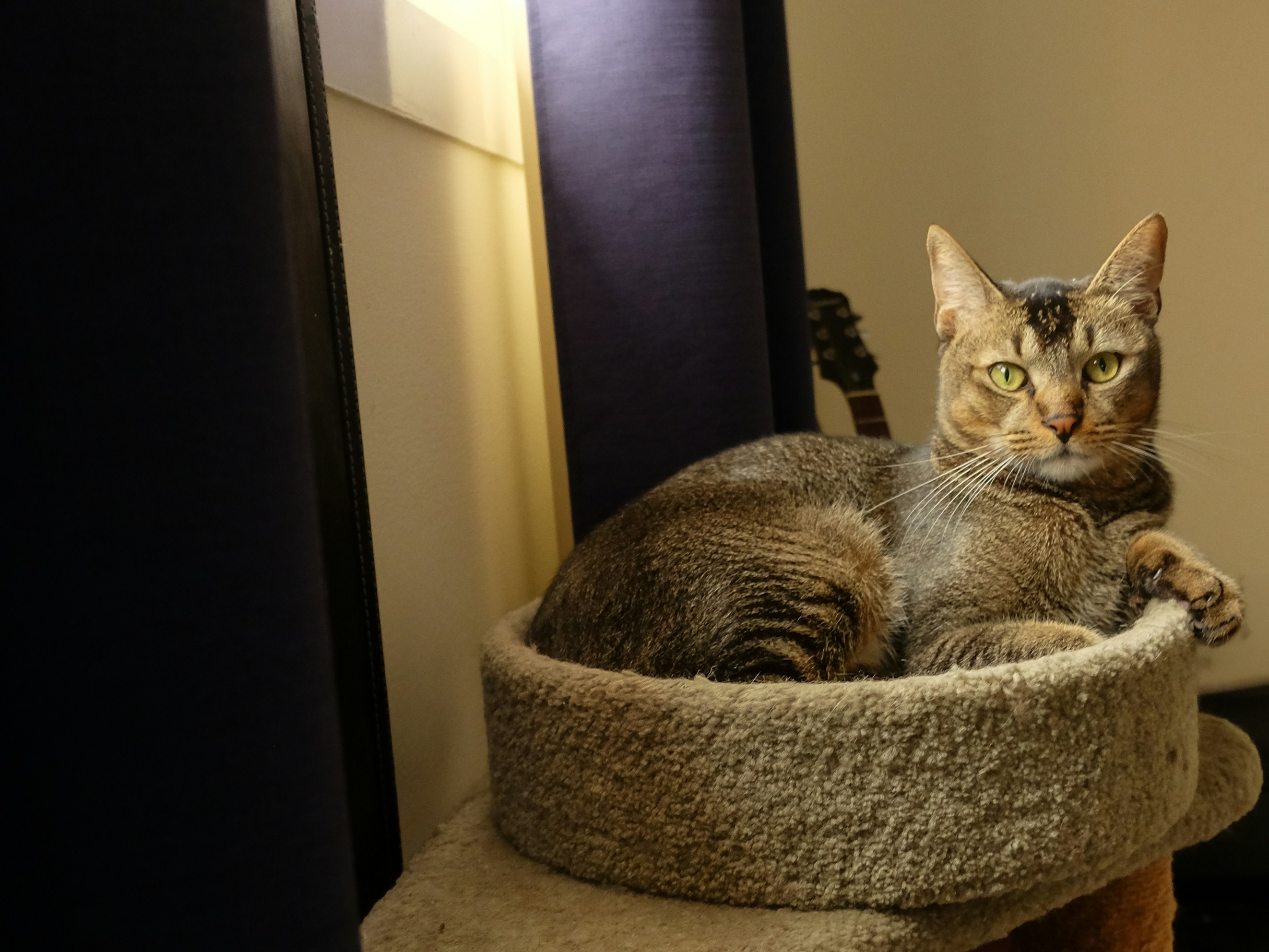 A tabby cat rests in a fluffy cat bed.