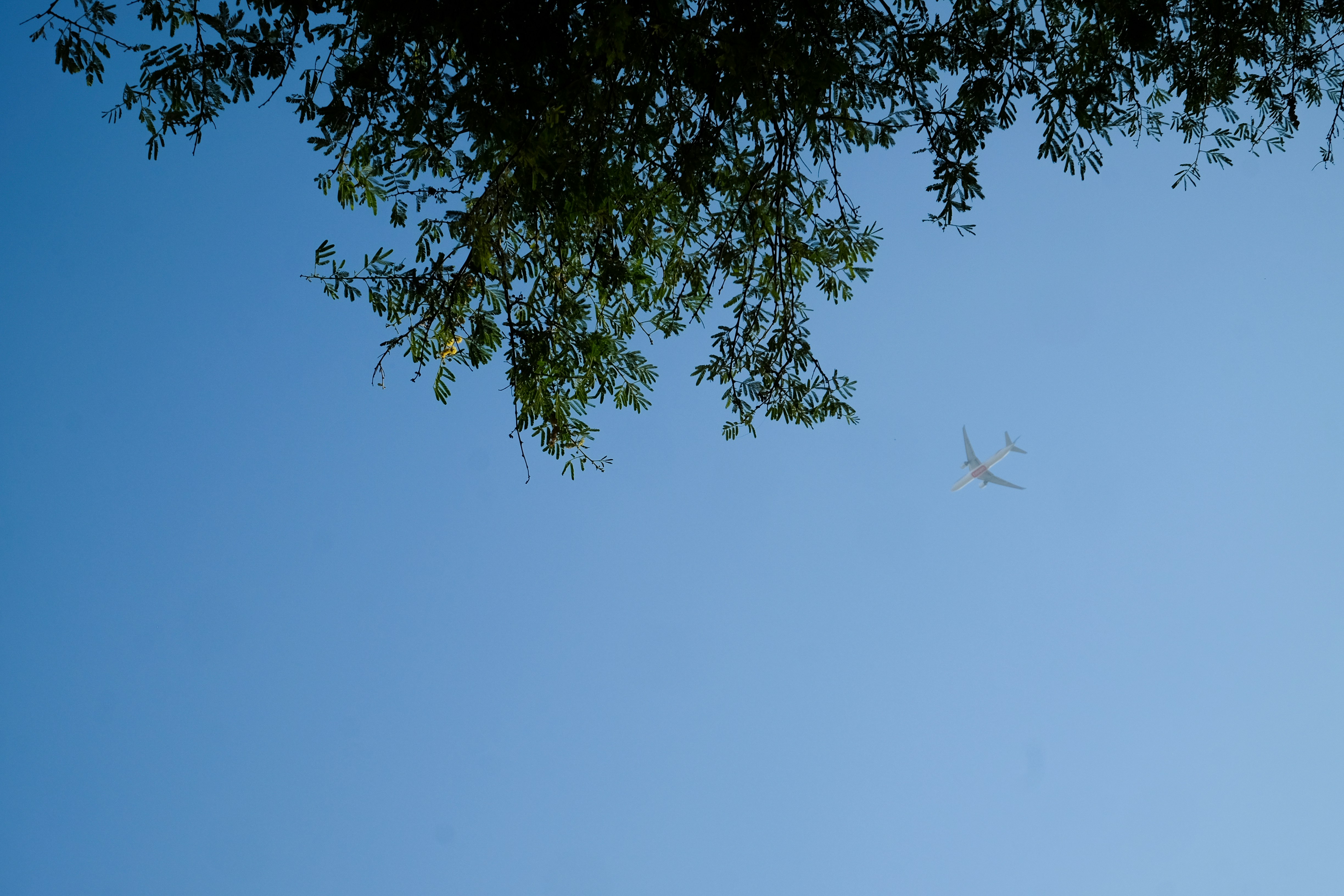 Green leaves against a clear blue sky