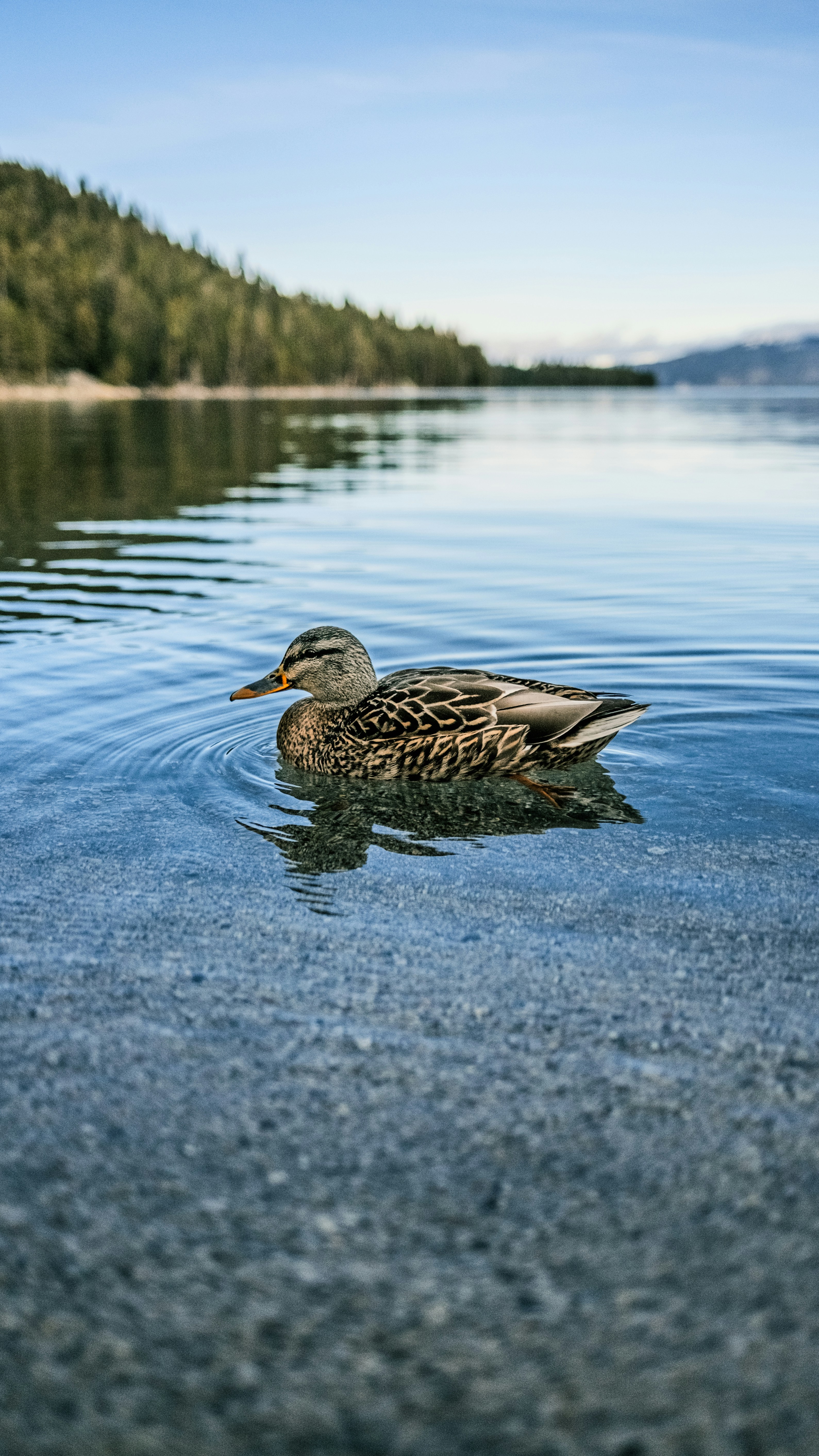 Un pato nada en un lago tranquilo con colinas boscosas.
