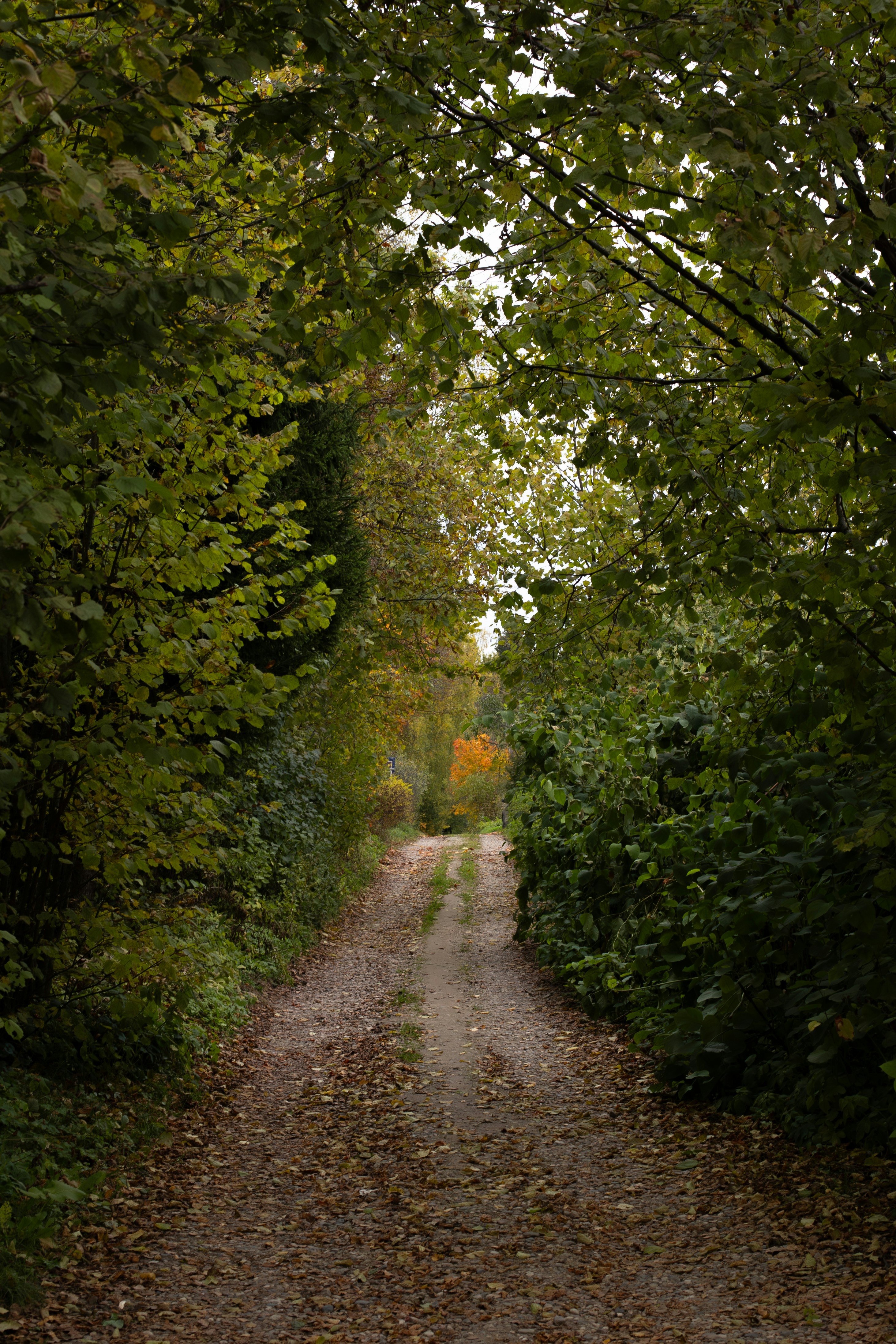 A dirt path winds through a dense, leafy forest.