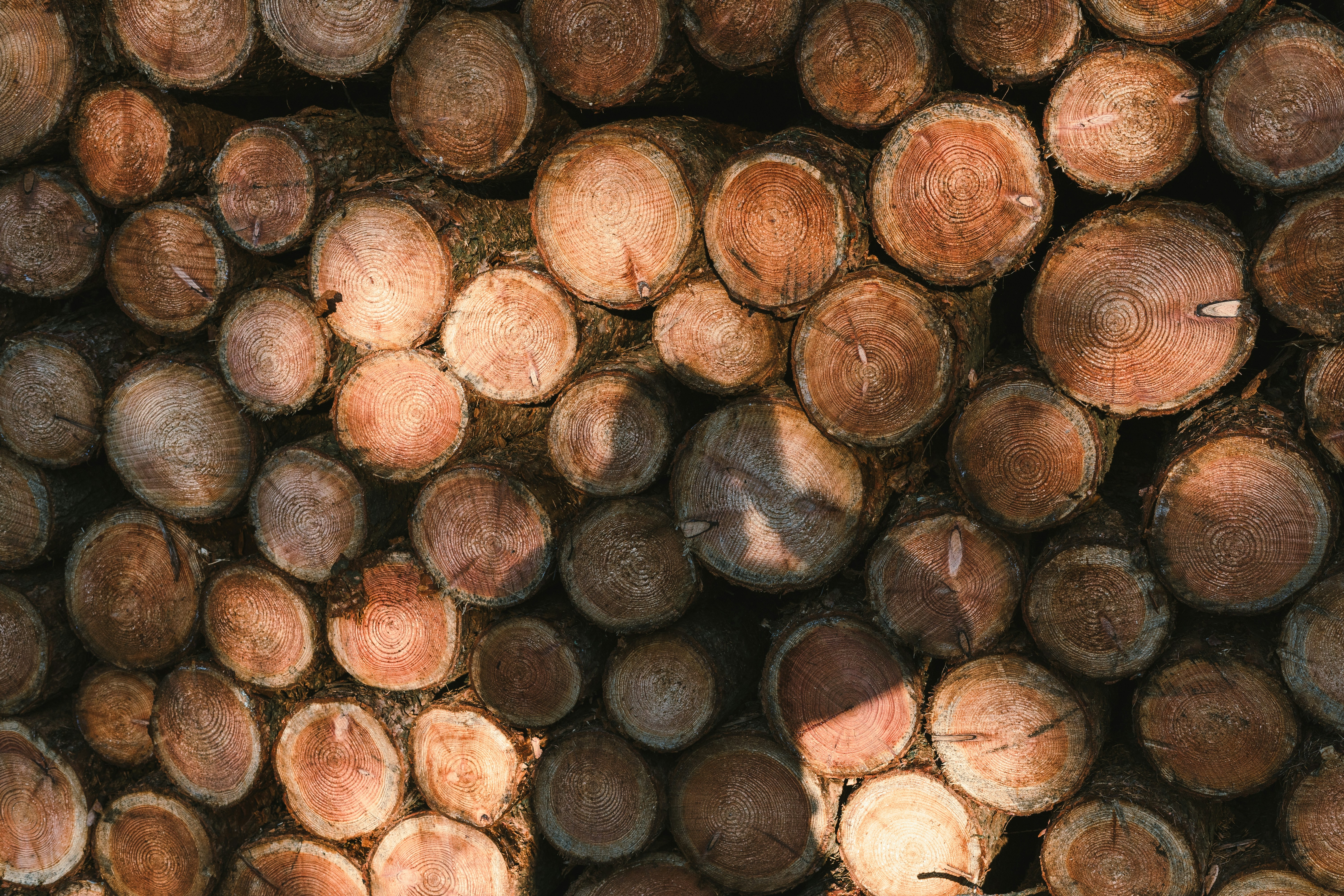 Ein Stapel geschnittener Stämme mit sichtbarer Maserung.