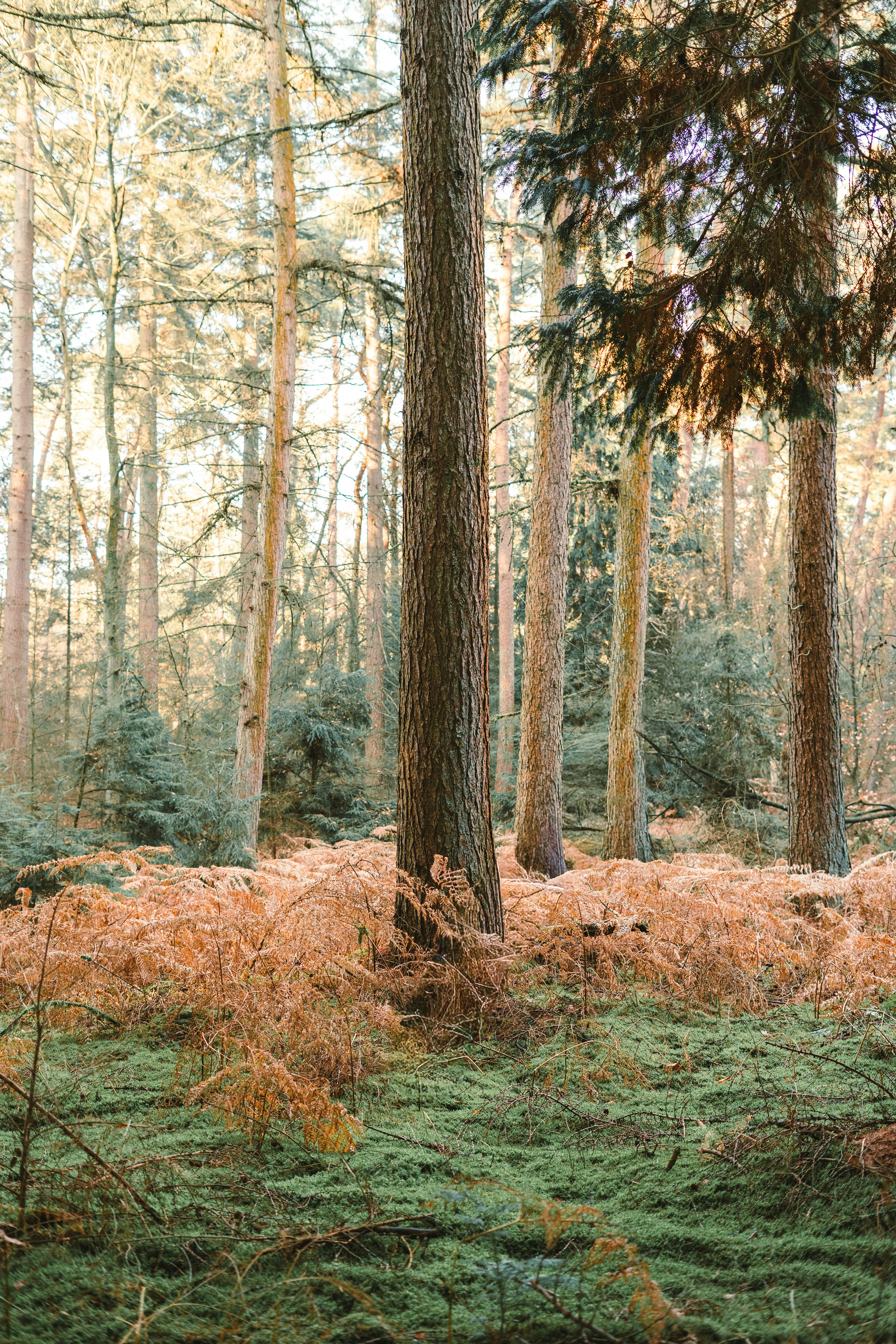 Hohe Bäume in einem Wald mit Moos und Farnen.