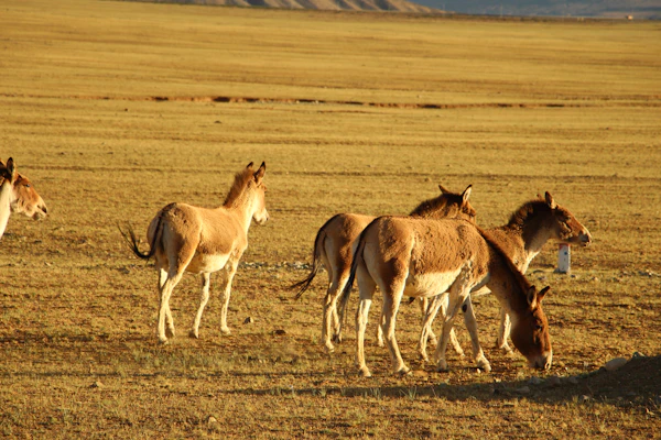 Wild horses grazing in a dry grassy Kazakh field