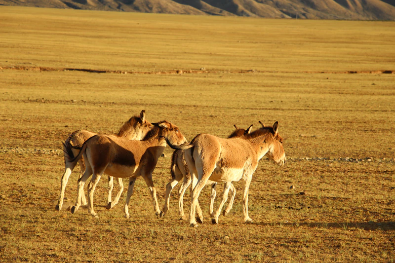 Wild horses grazing in a Kazakh steppe field