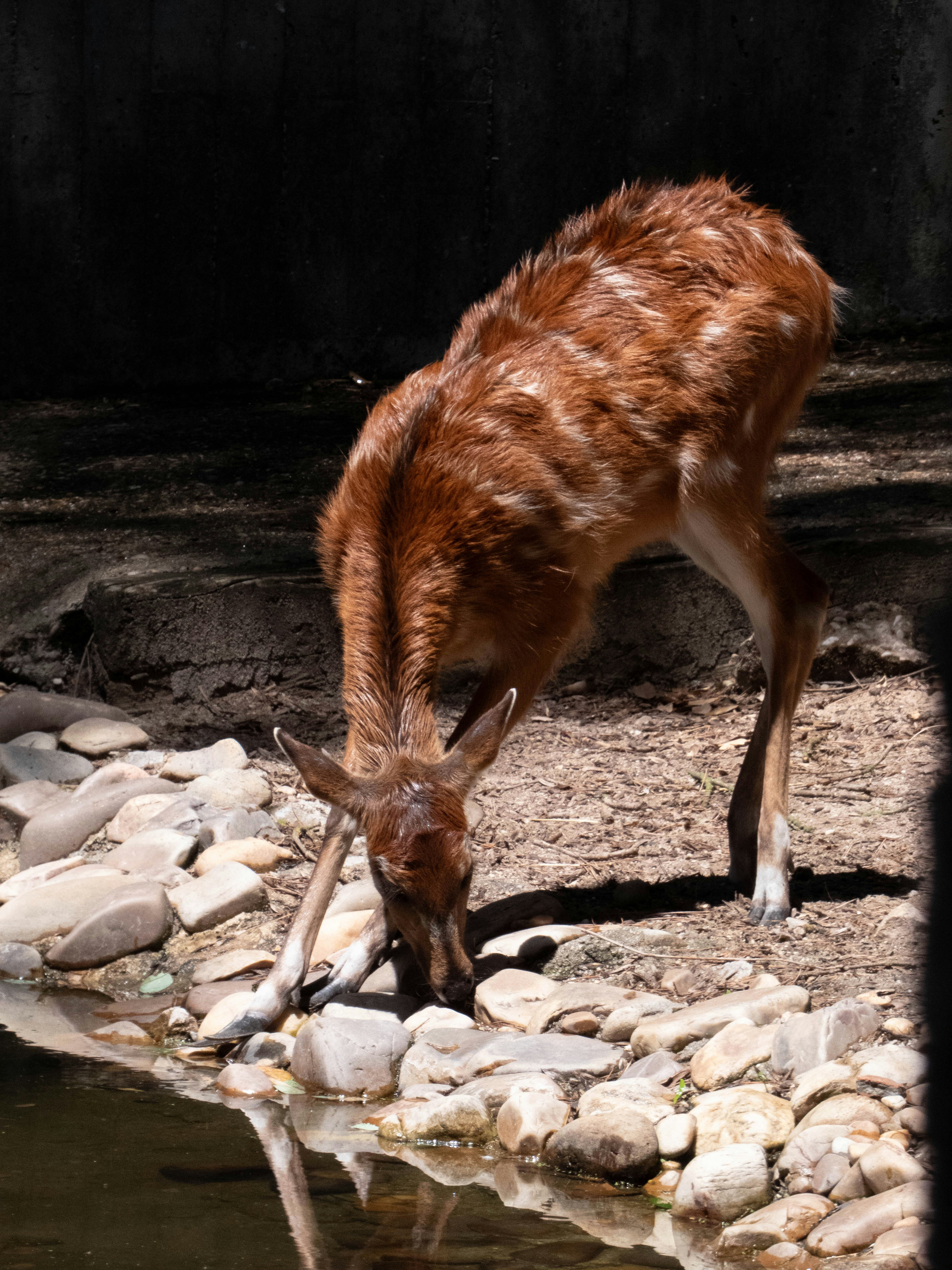 A young deer drinks water from a rocky stream.