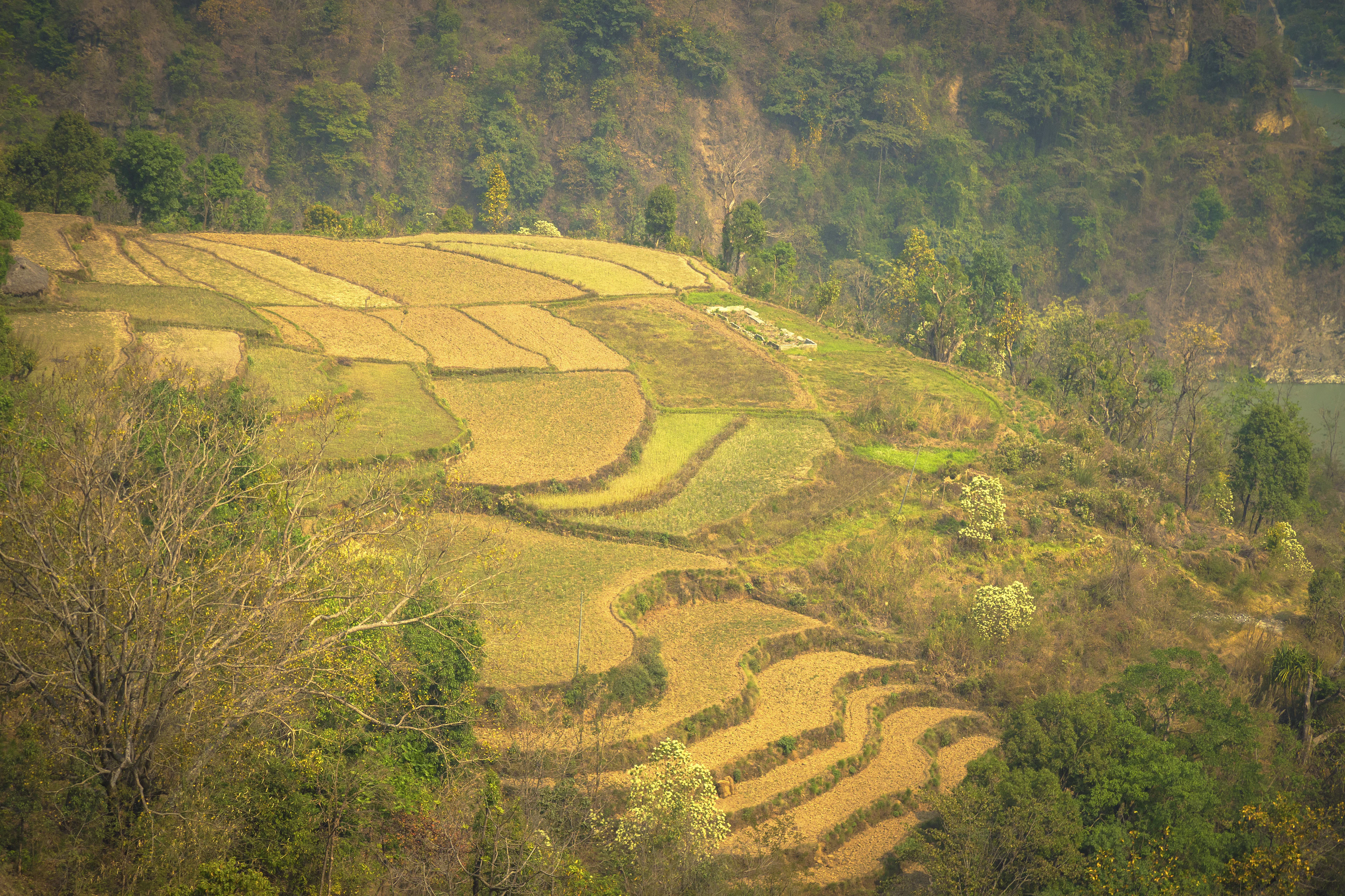 Golden terraced fields on a hillside with trees