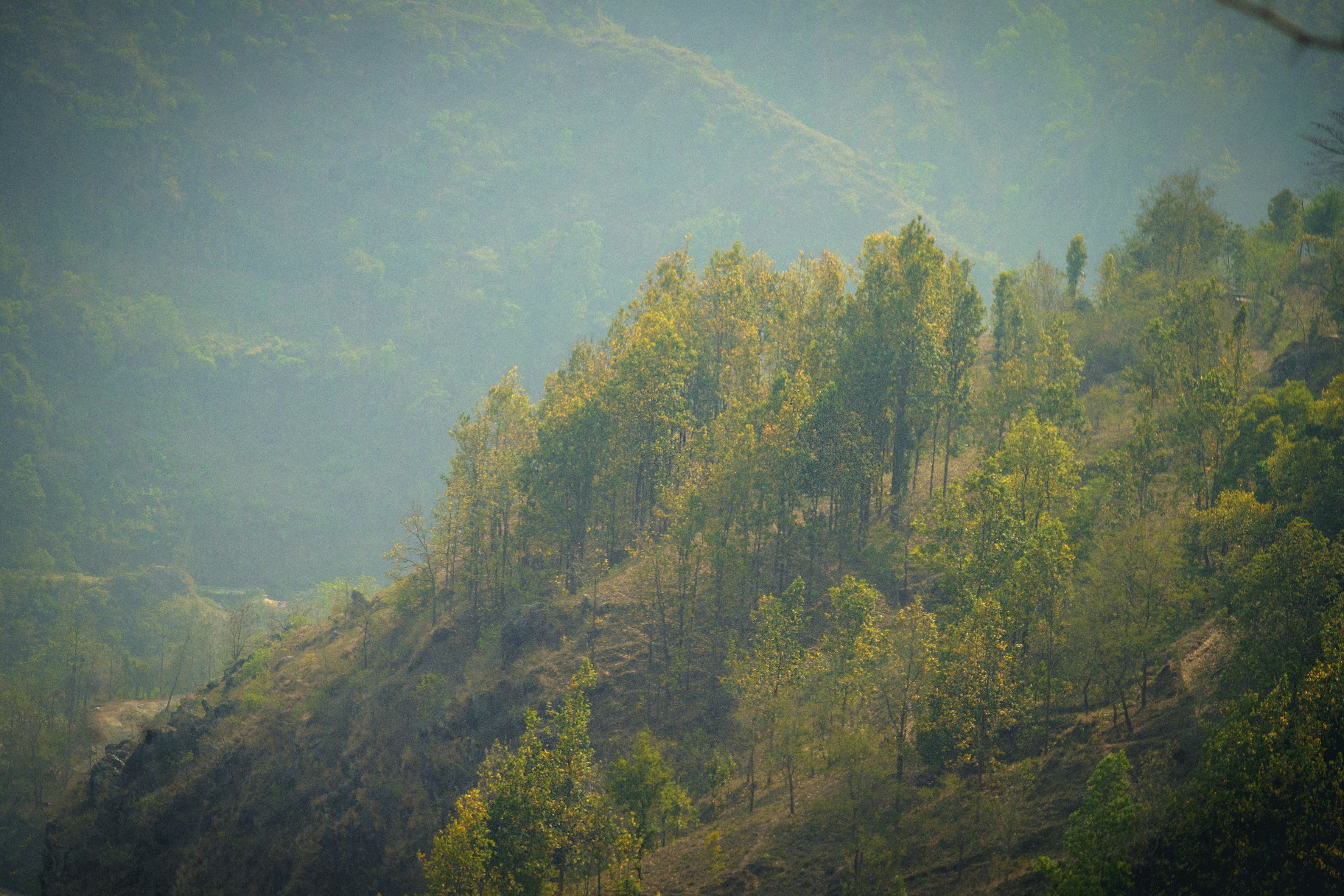 Trees on a misty mountainside in soft light.