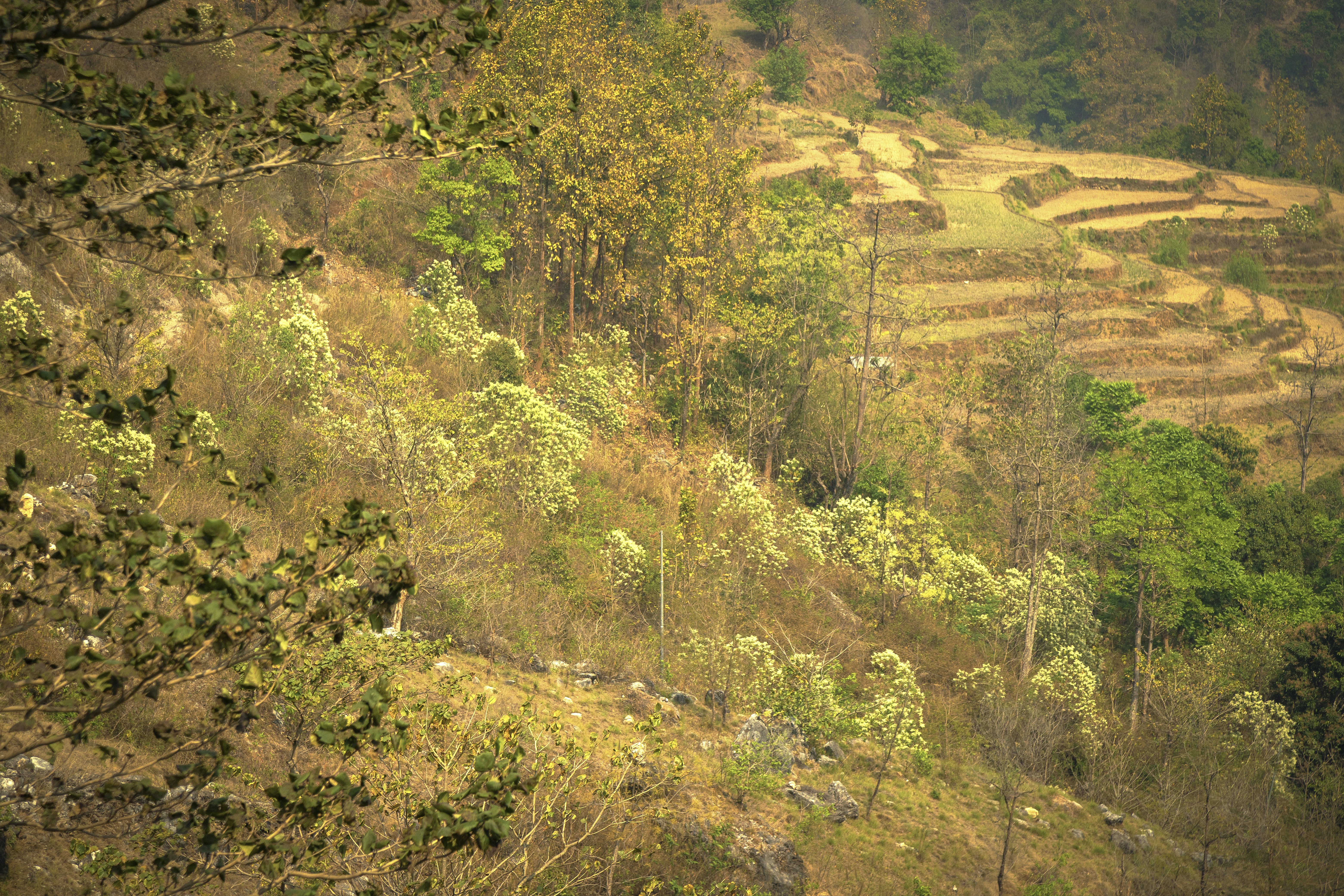 Terraced fields on a hillside with dry vegetation