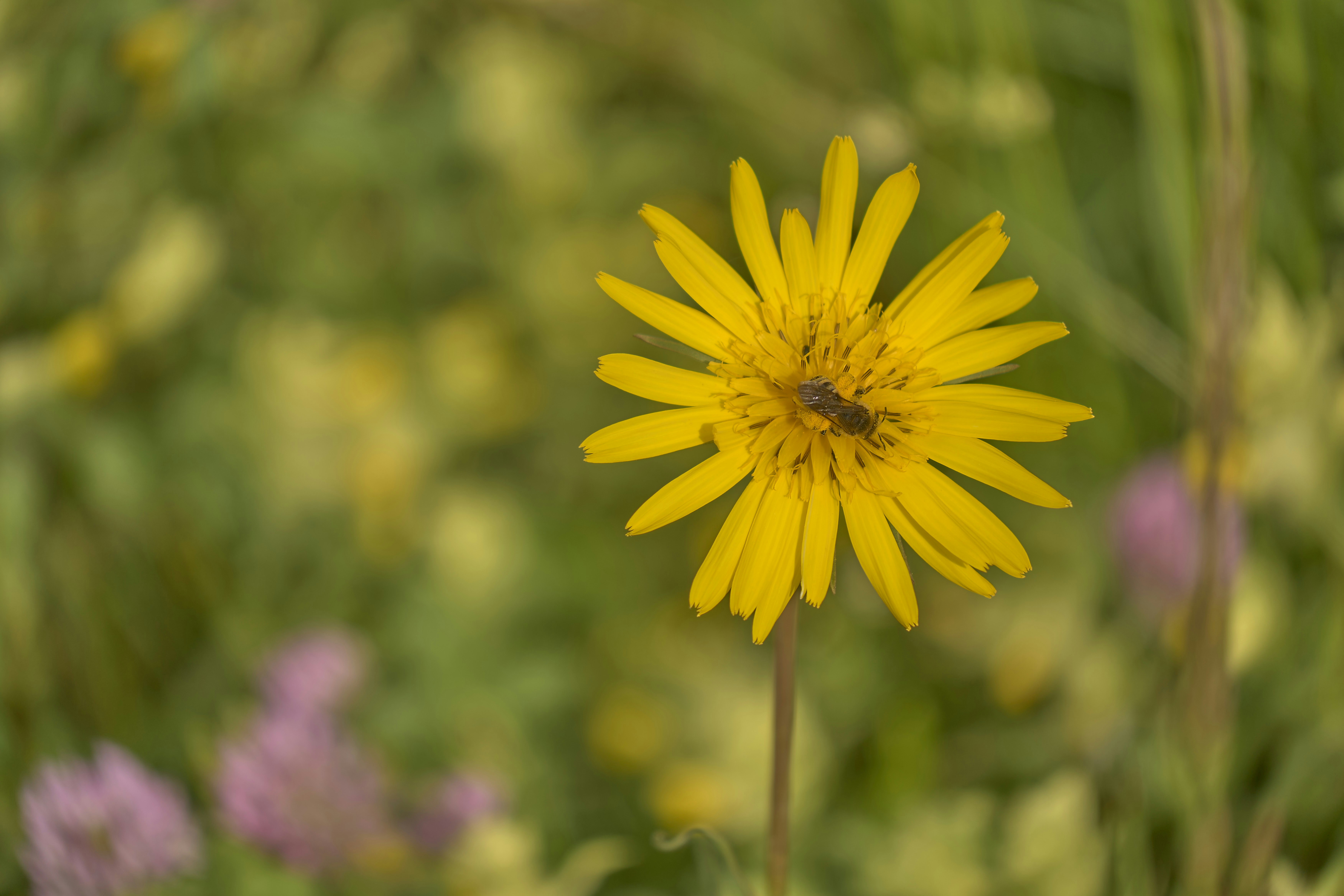 Photo by wolfgang_hasselmann