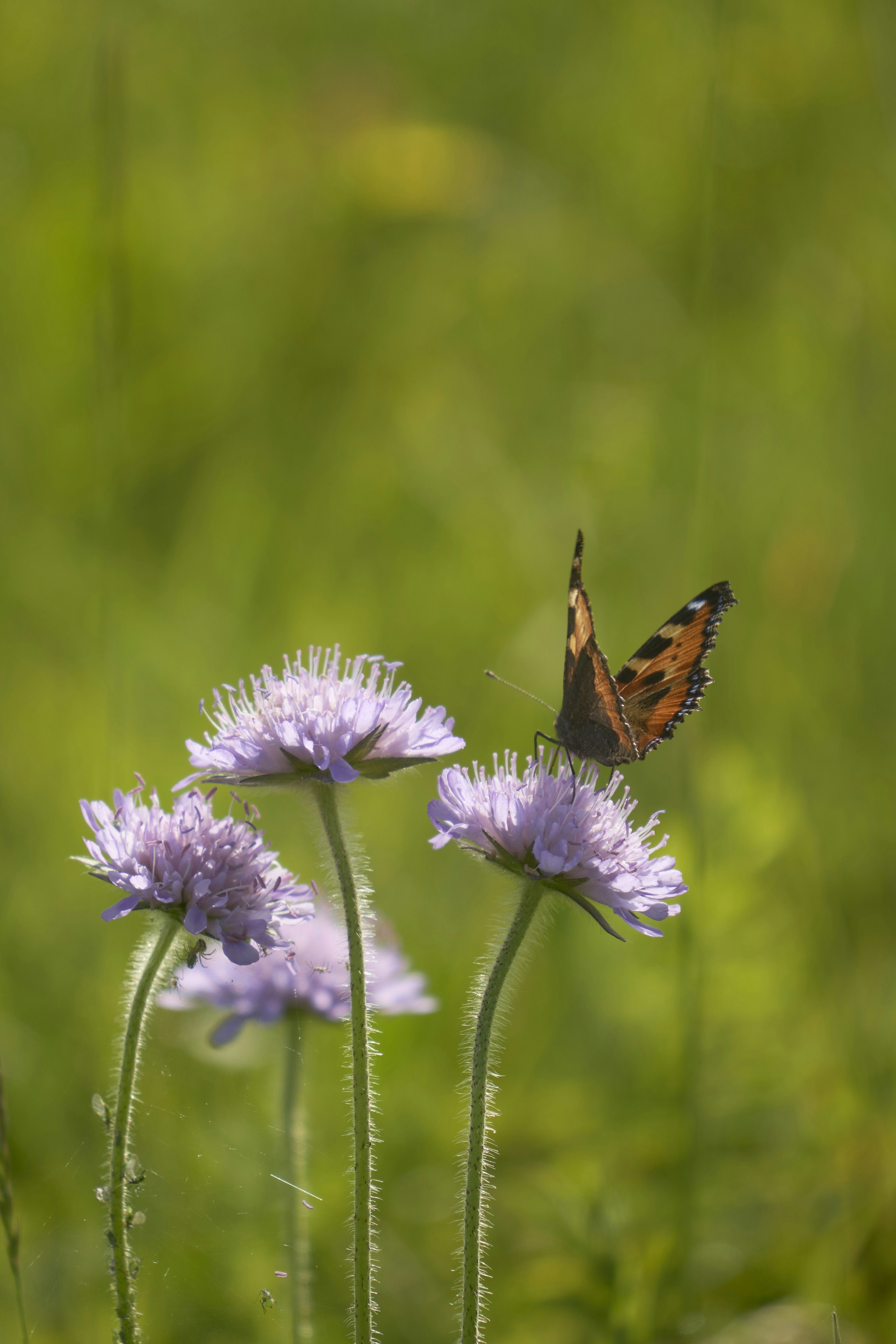 Photo by wolfgang_hasselmann