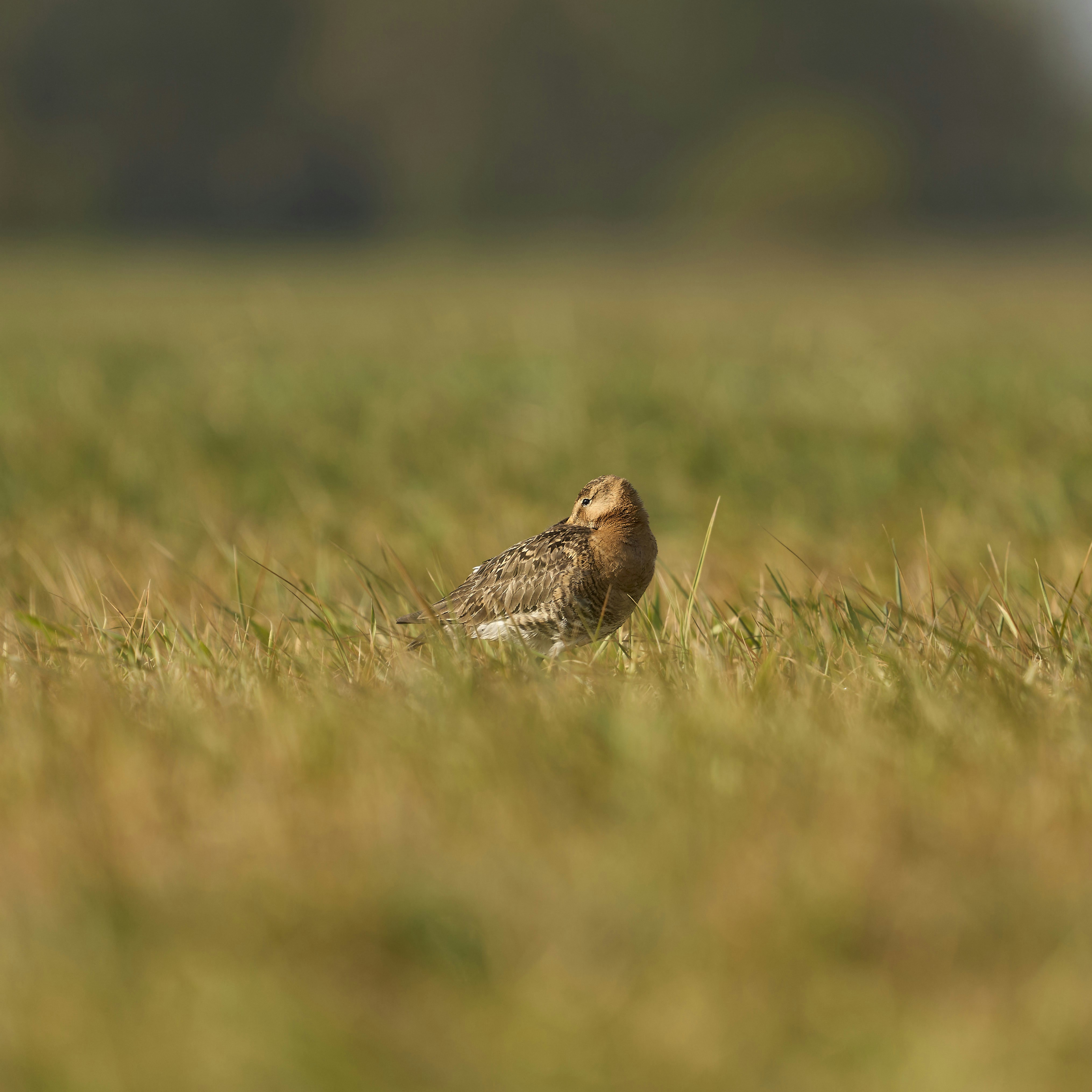 Photo by wolfgang_hasselmann