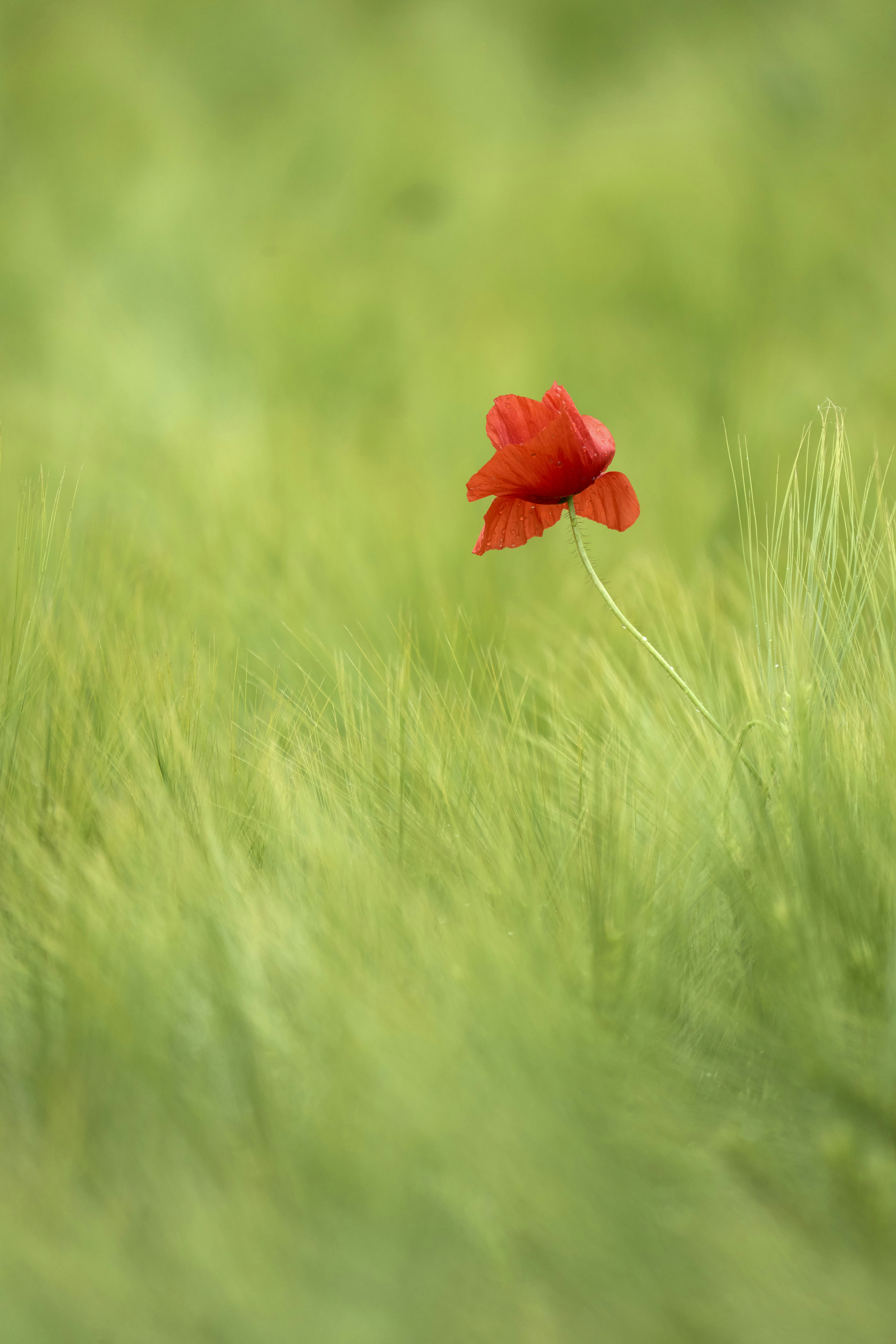 Photo by wolfgang_hasselmann