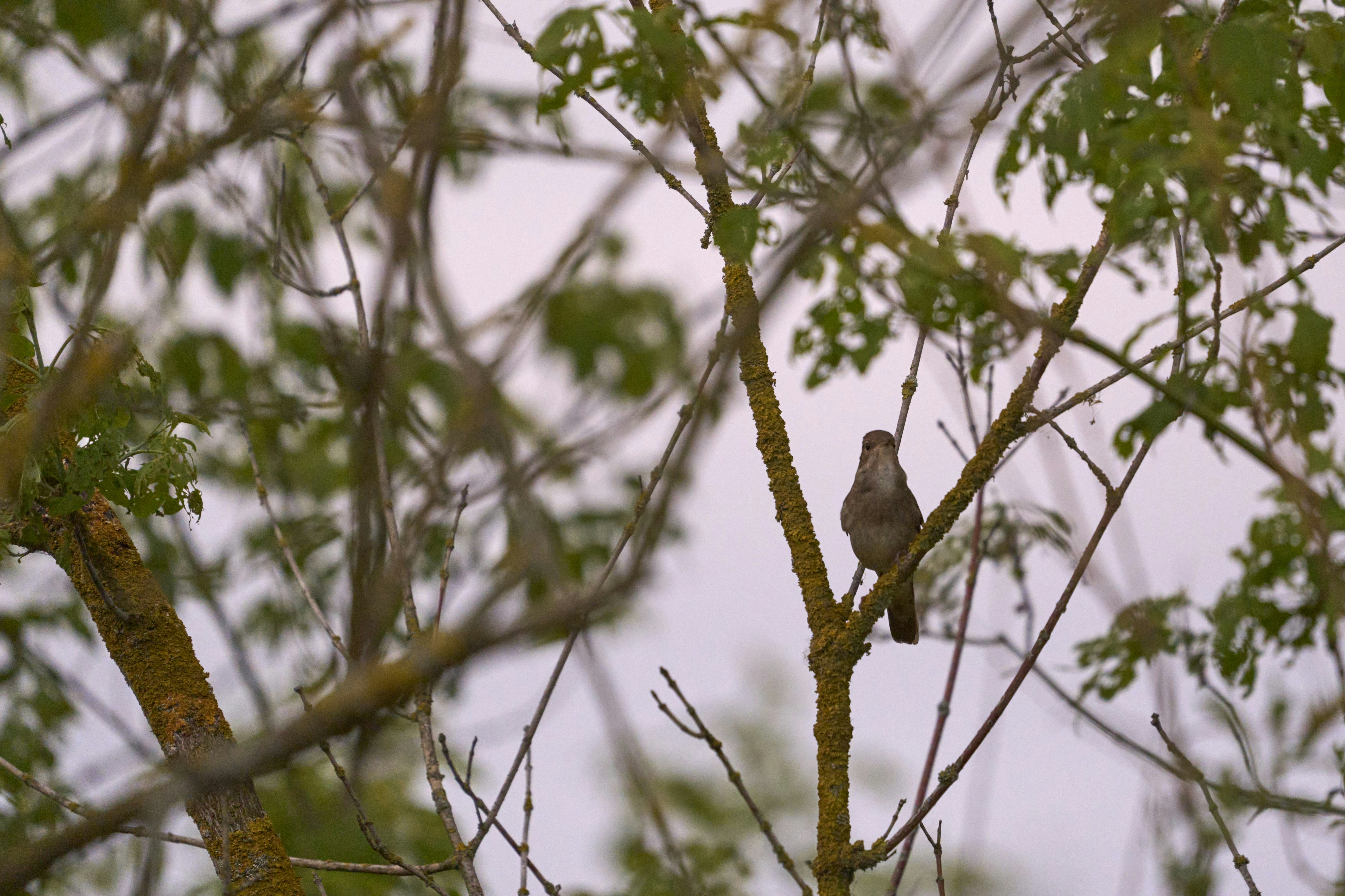 Photo by wolfgang_hasselmann