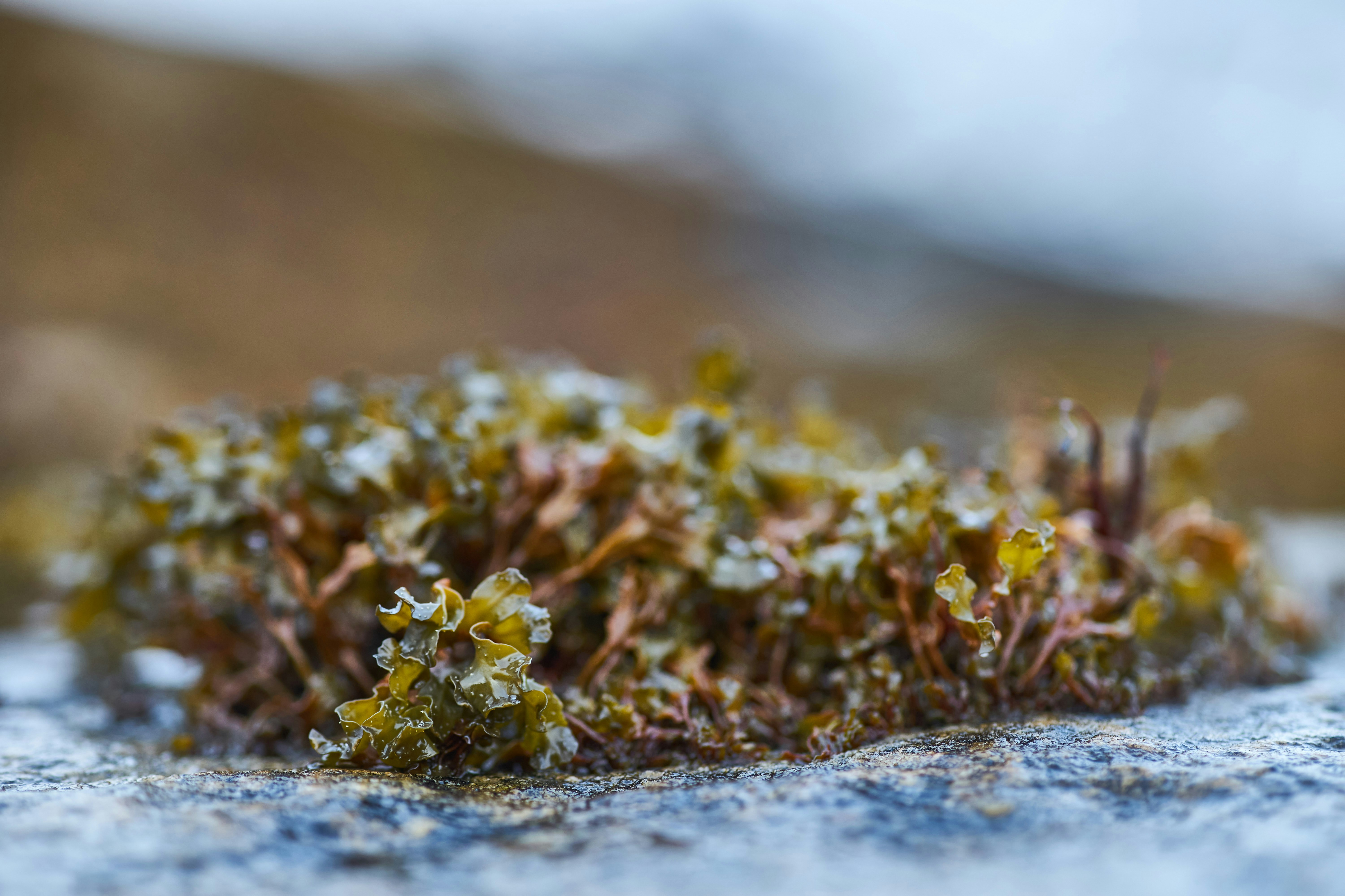 Photo by wolfgang_hasselmann