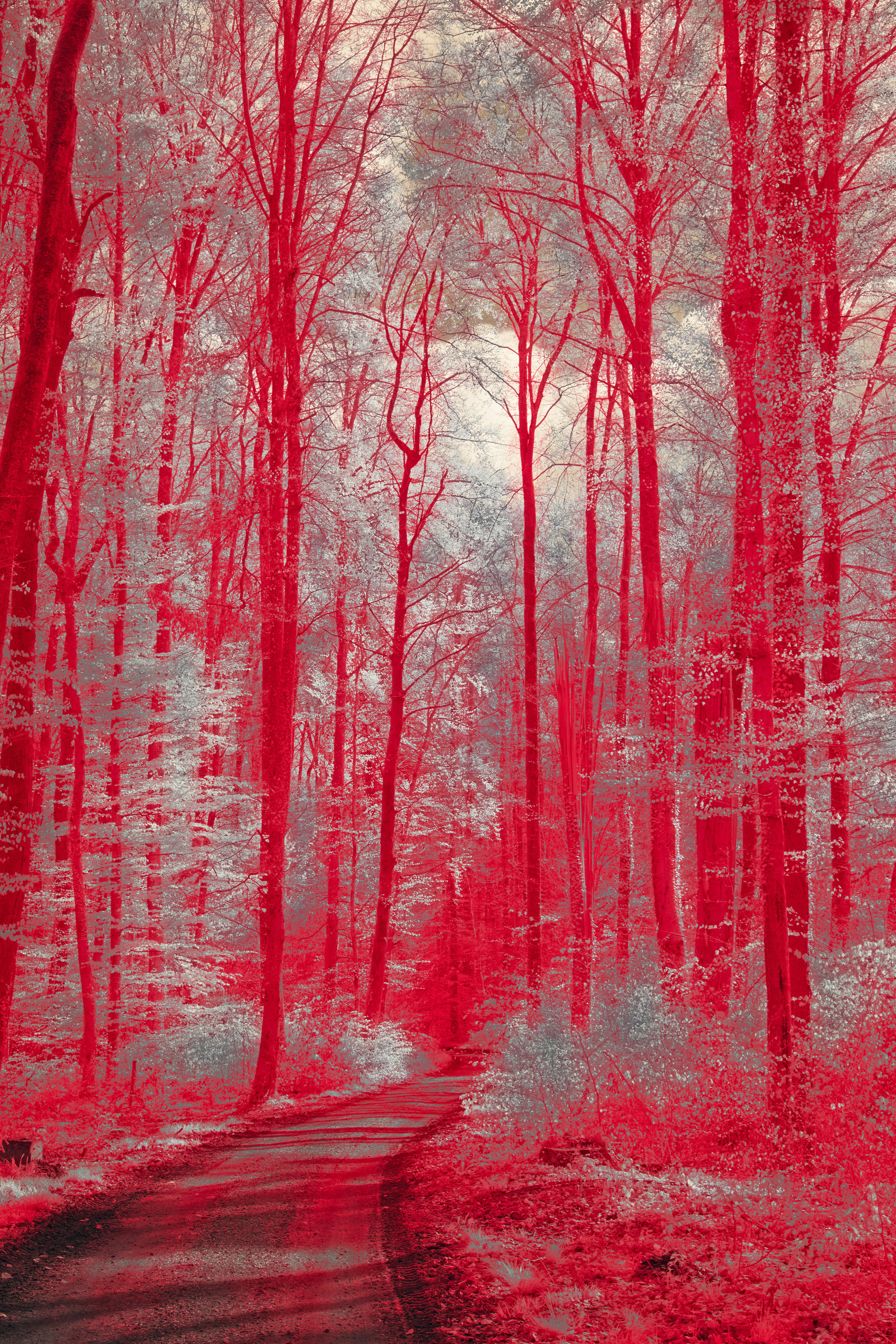 Photo by wolfgang_hasselmann