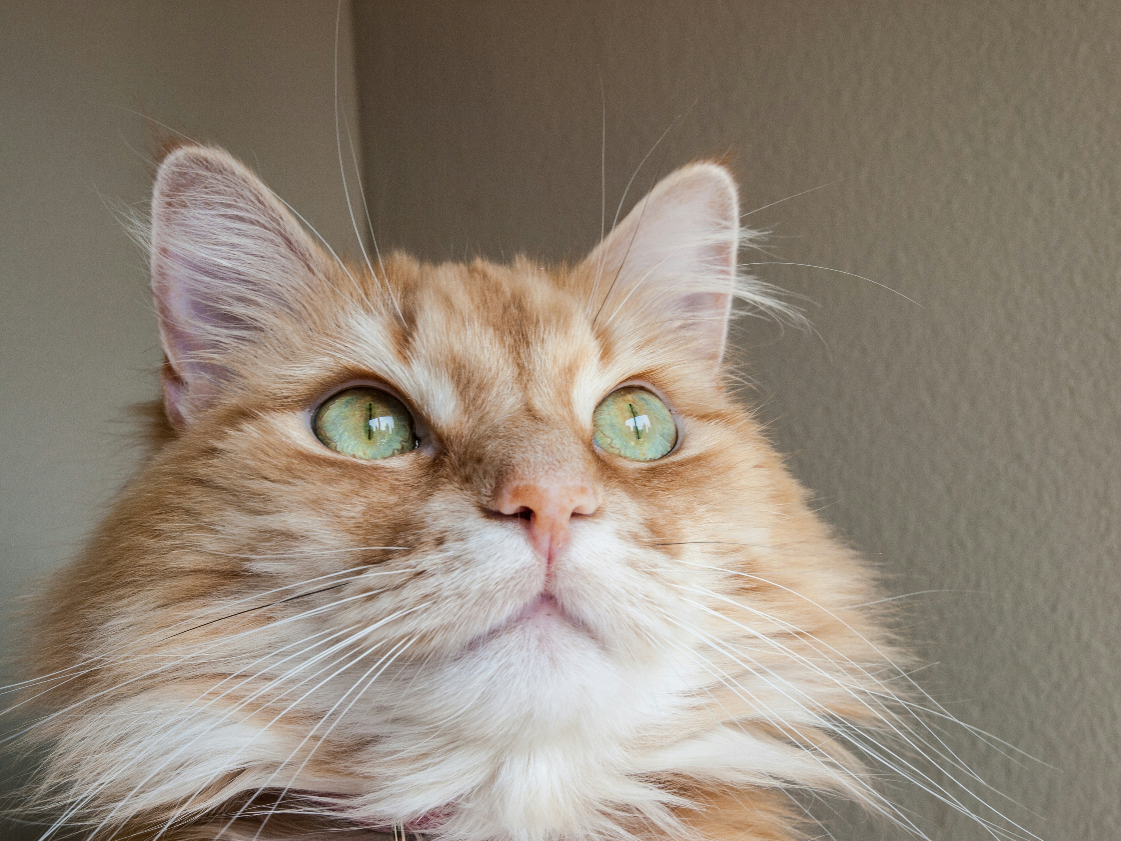 Nahaufnahme einer orangefarbenen, flauschigen Katze mit grünen Augen.