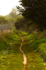 A winding dirt path through lush green grass