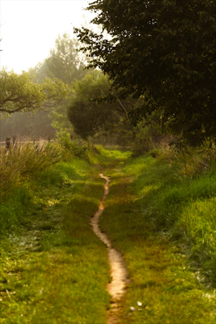 A winding dirt path through lush green grass