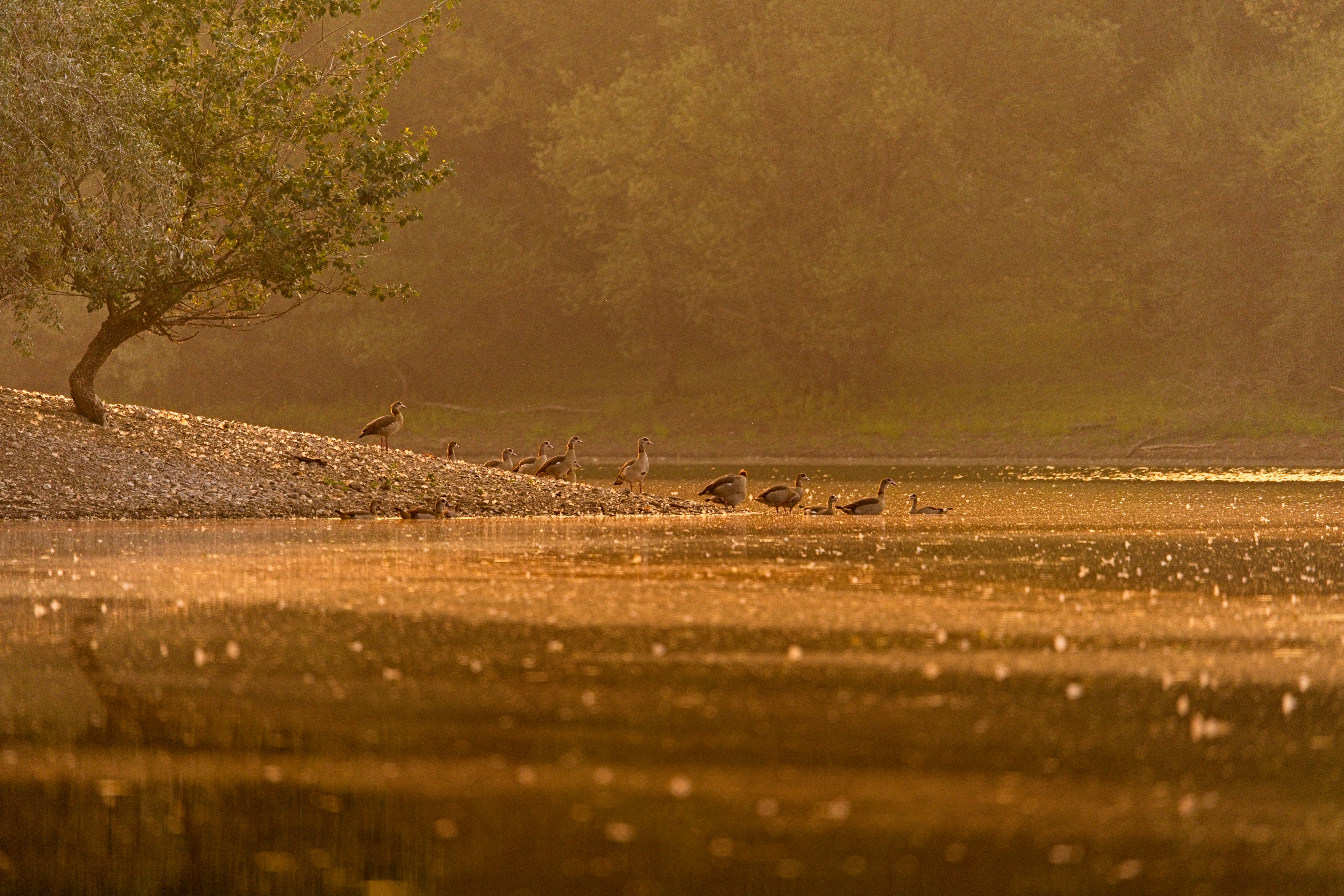 Birds gather by a tranquil lake at sunrise.
