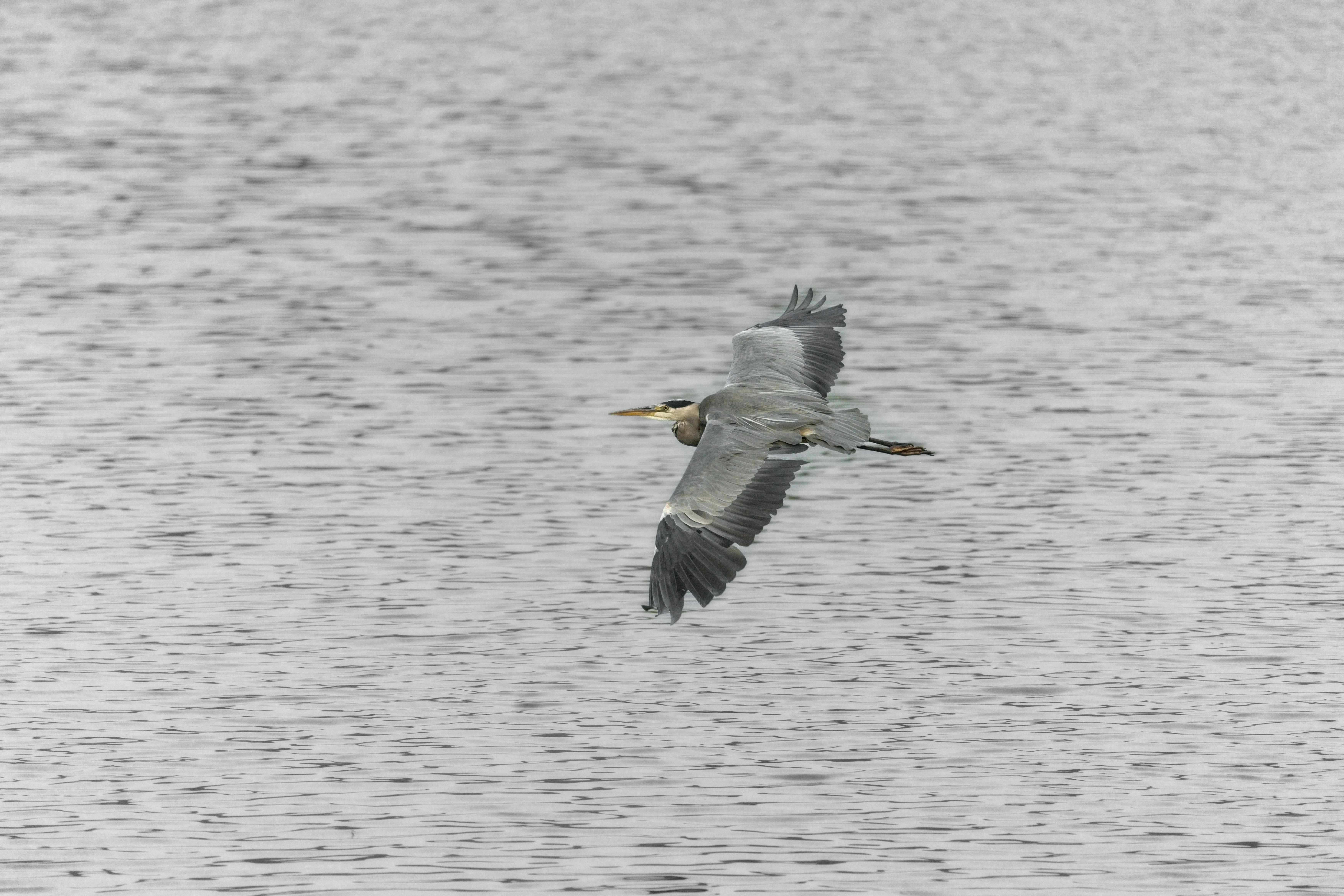 A grey heron flying over rippling water