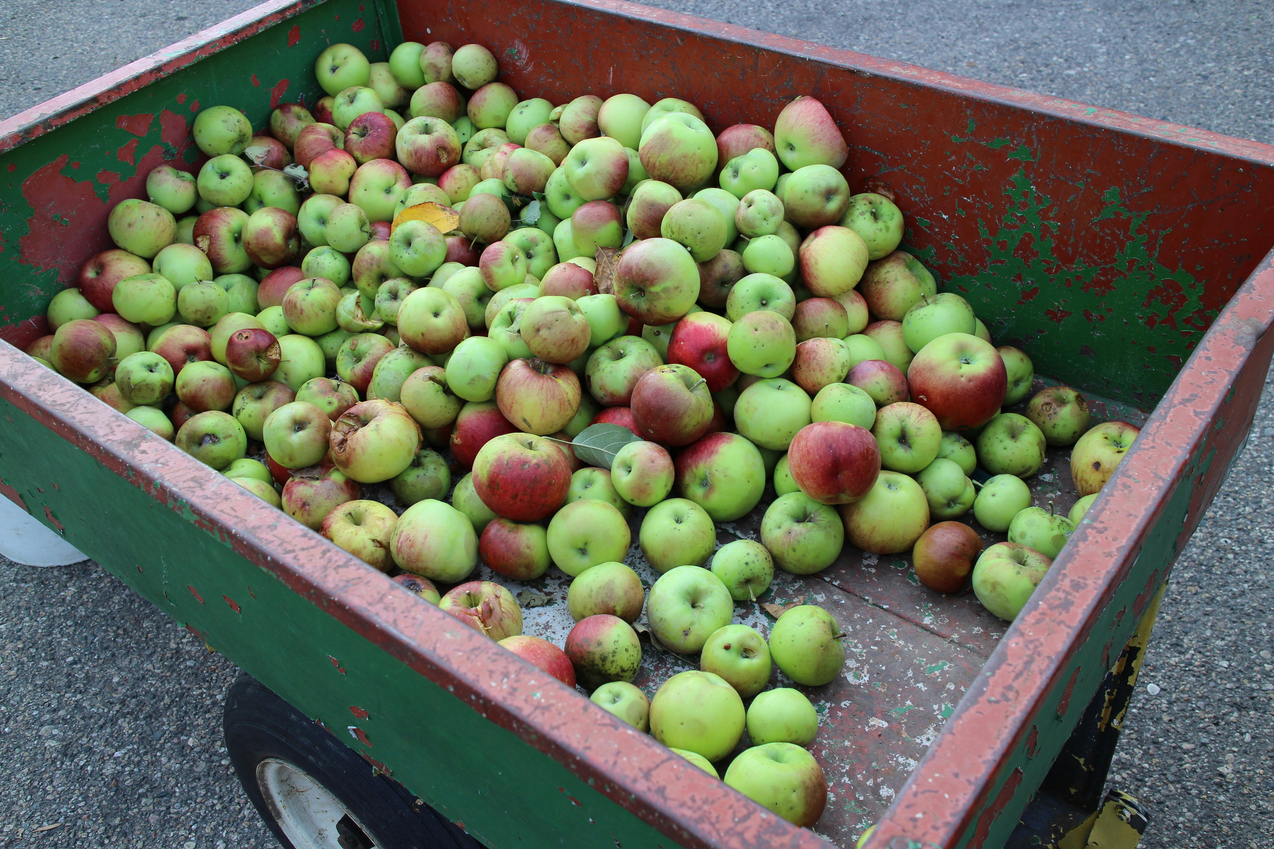 A wagon filled with fresh apples