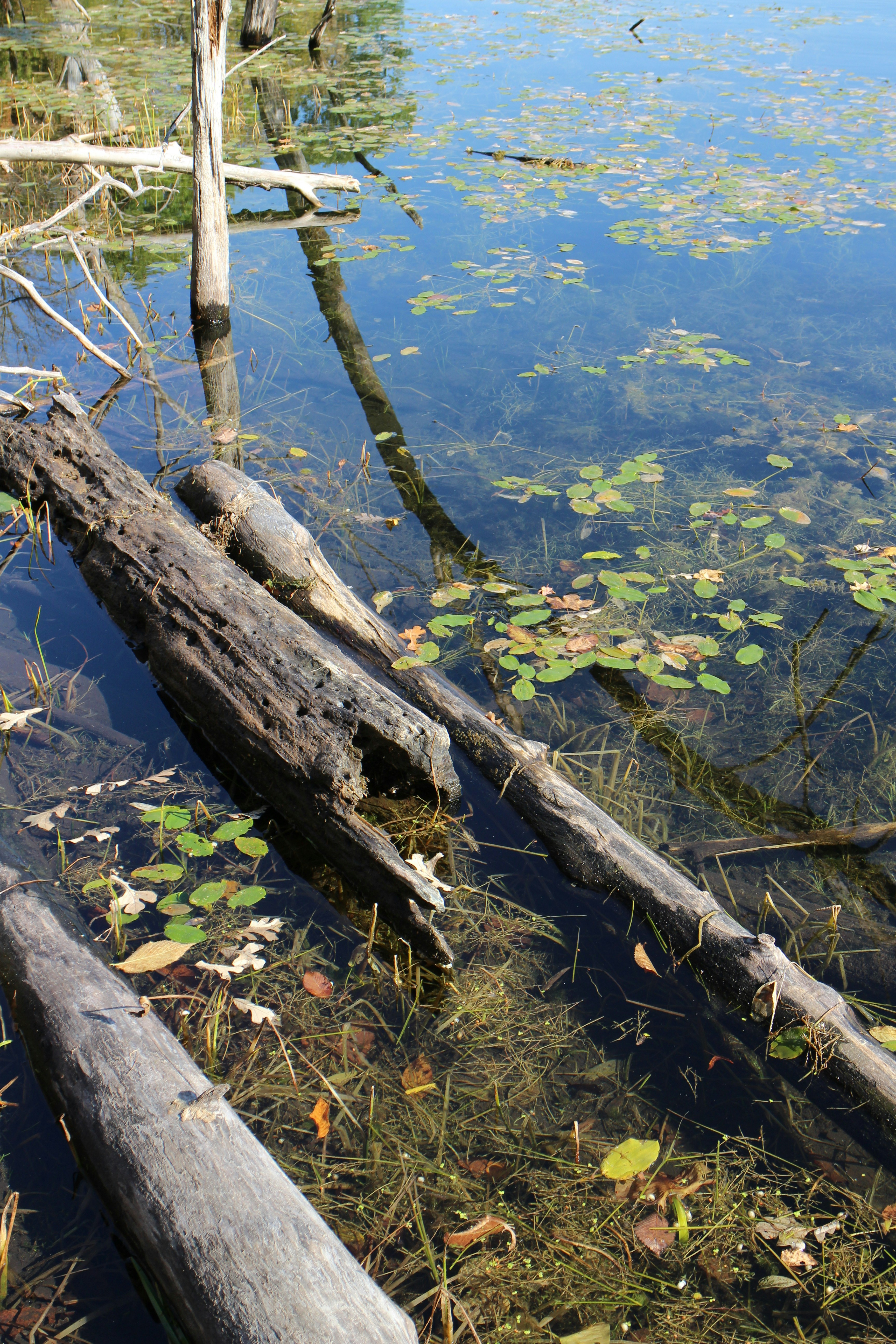 Logs floating in a clear pond with lily pads