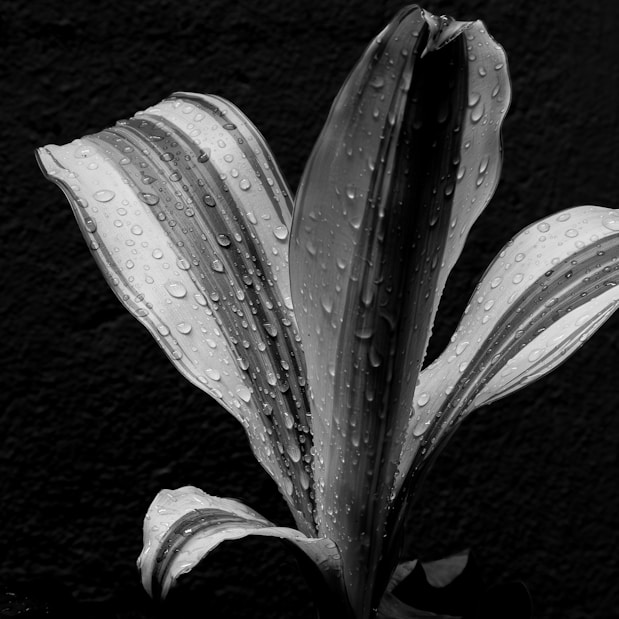 A close-up black and white of a wet tropical leaf.
