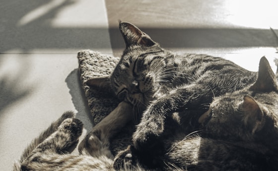 Two tabby cats sleeping in the sun.