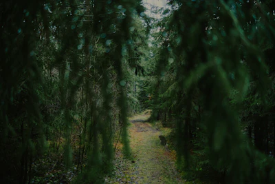 A winding path through a dense, green forest.