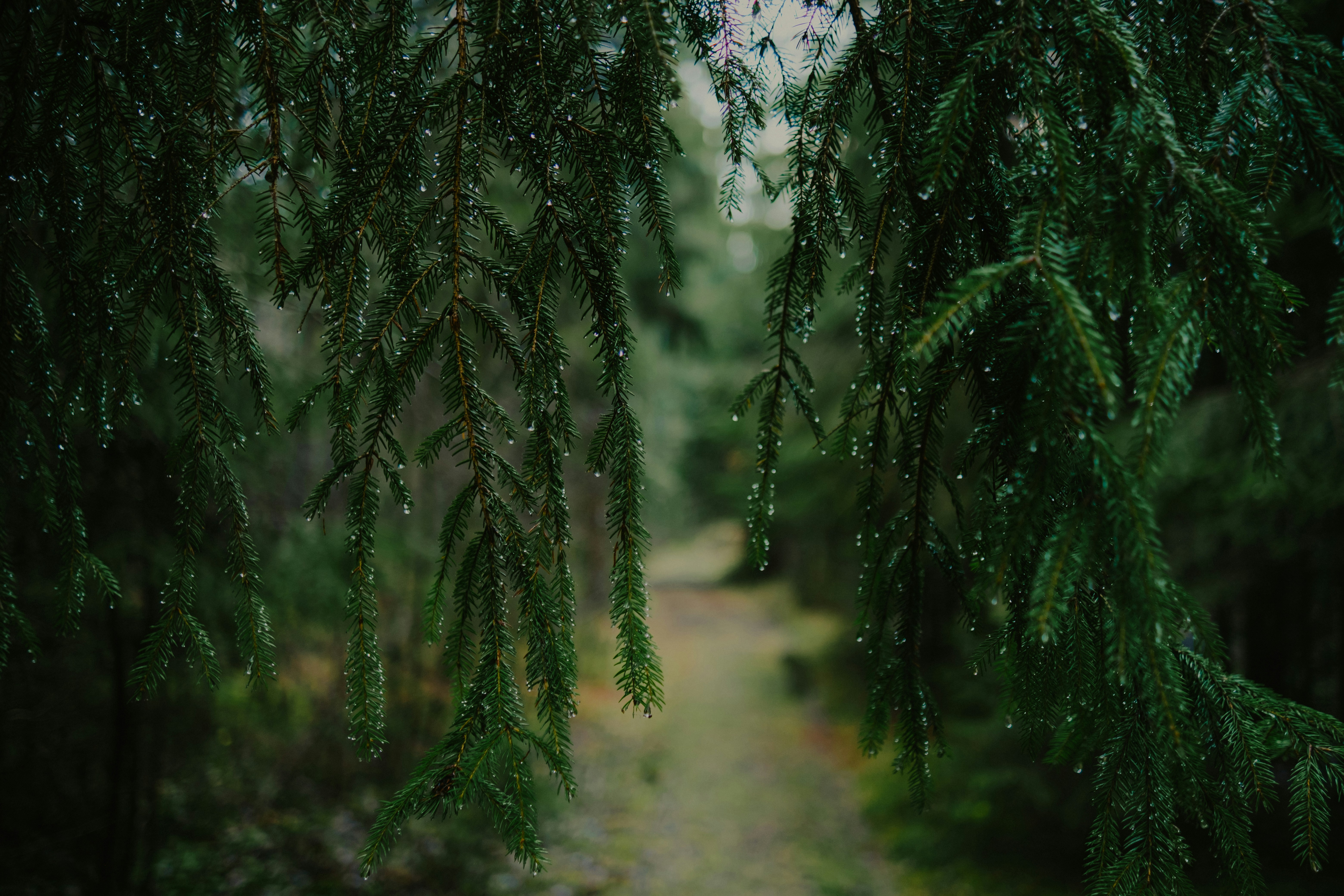 Rainy forest canopy, ilustrasi artikel Stay Dry & Cozy: Top Family Camping Tents for Rainy Weather 4