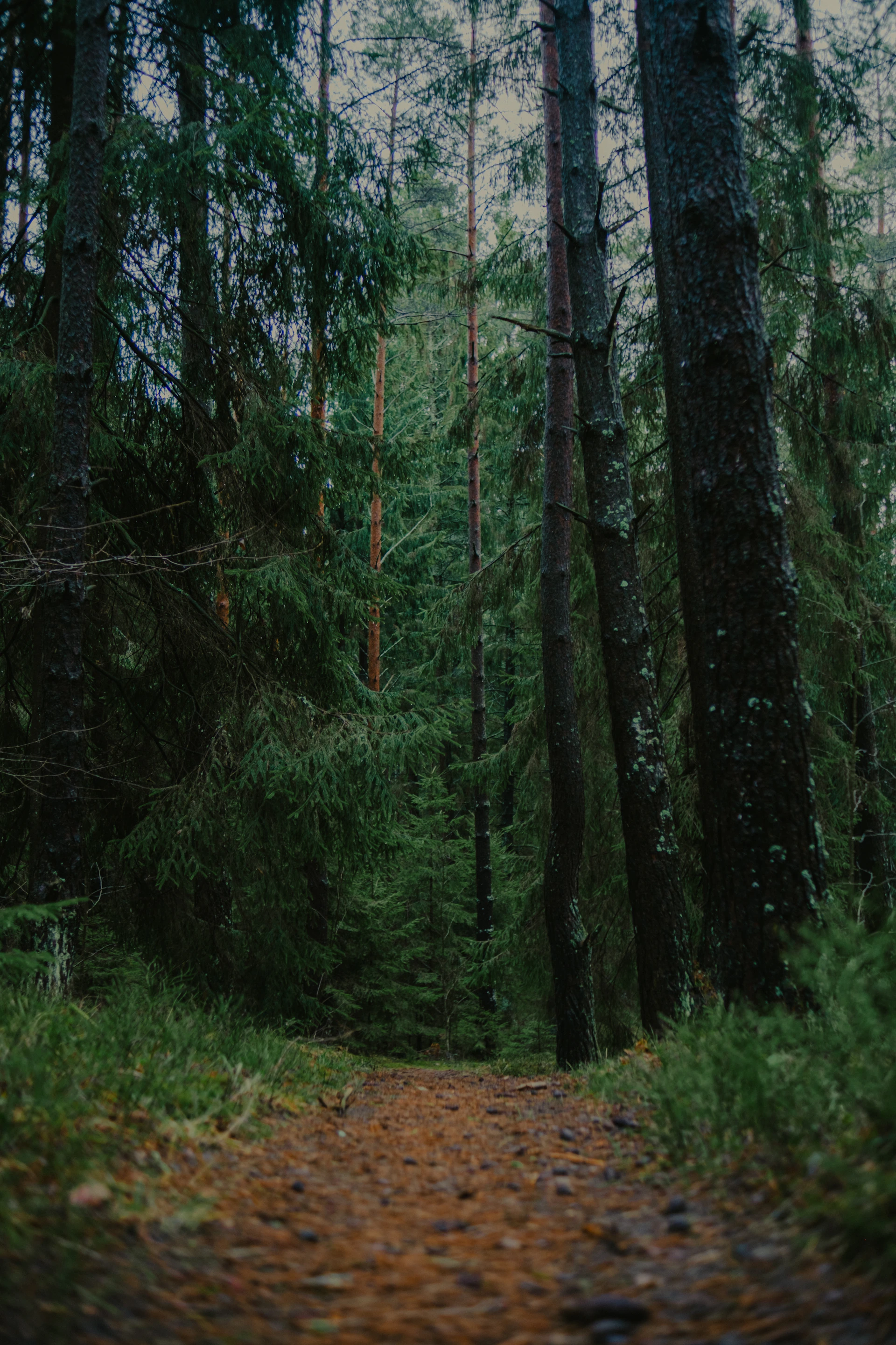 A dirt path leads through a dense, green forest.