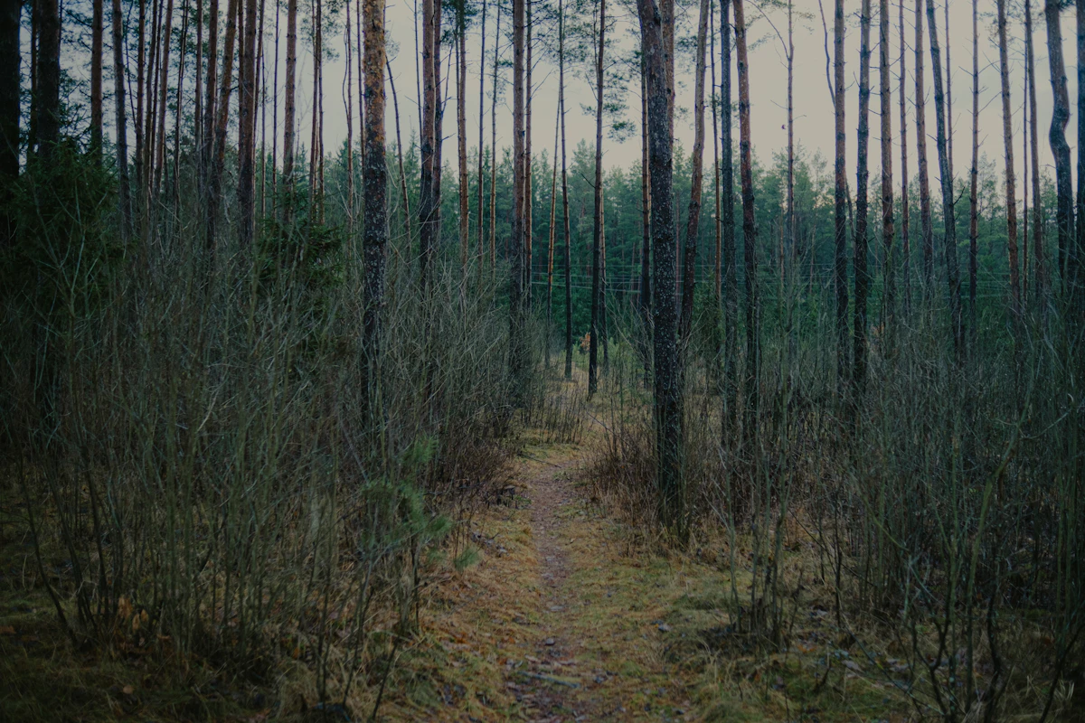 Sentier dans la forêt