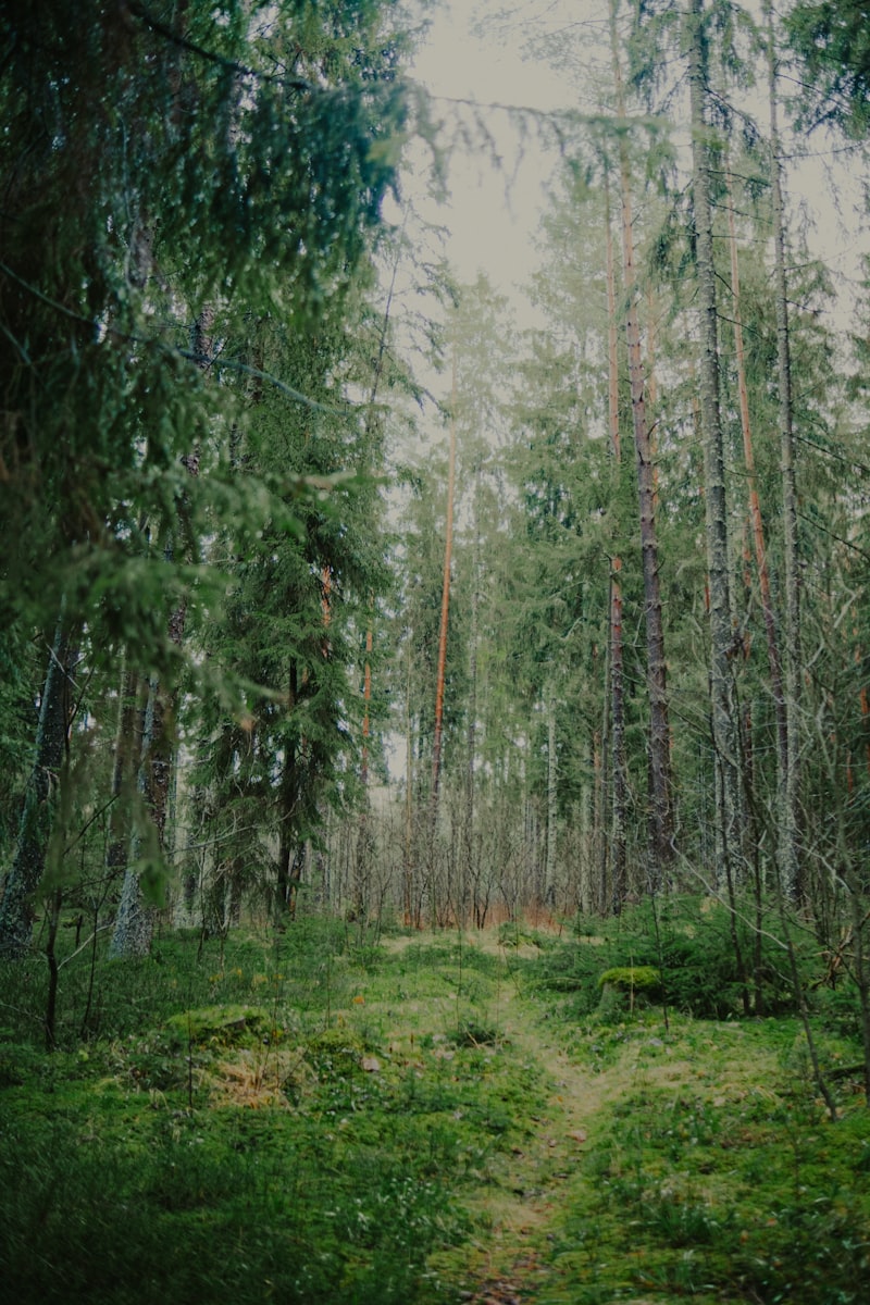 Pfad durch einen dichten grünen Wald