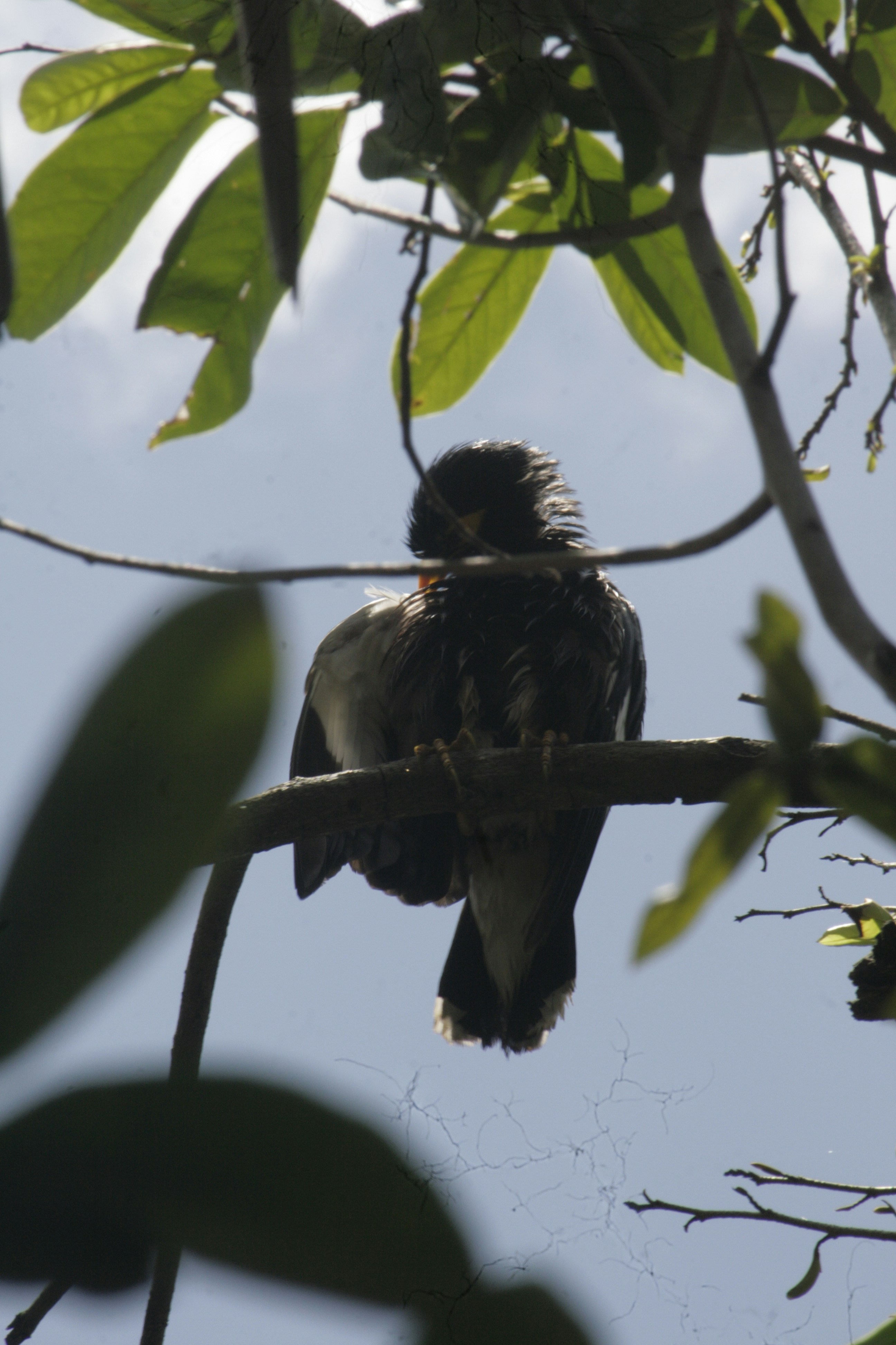 Photo by dinisuru2009