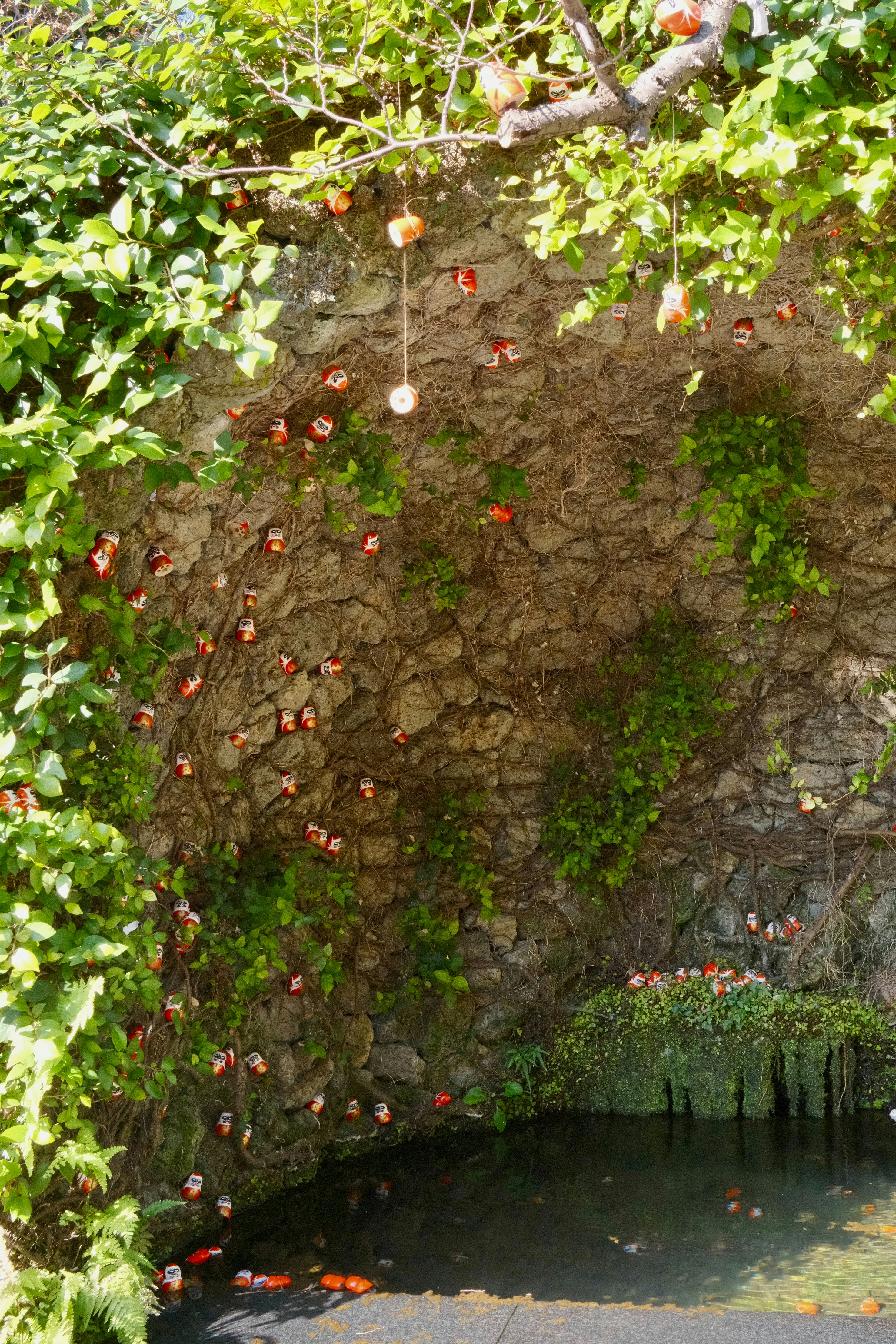 석류나무 묘목 5 년생 이미지2