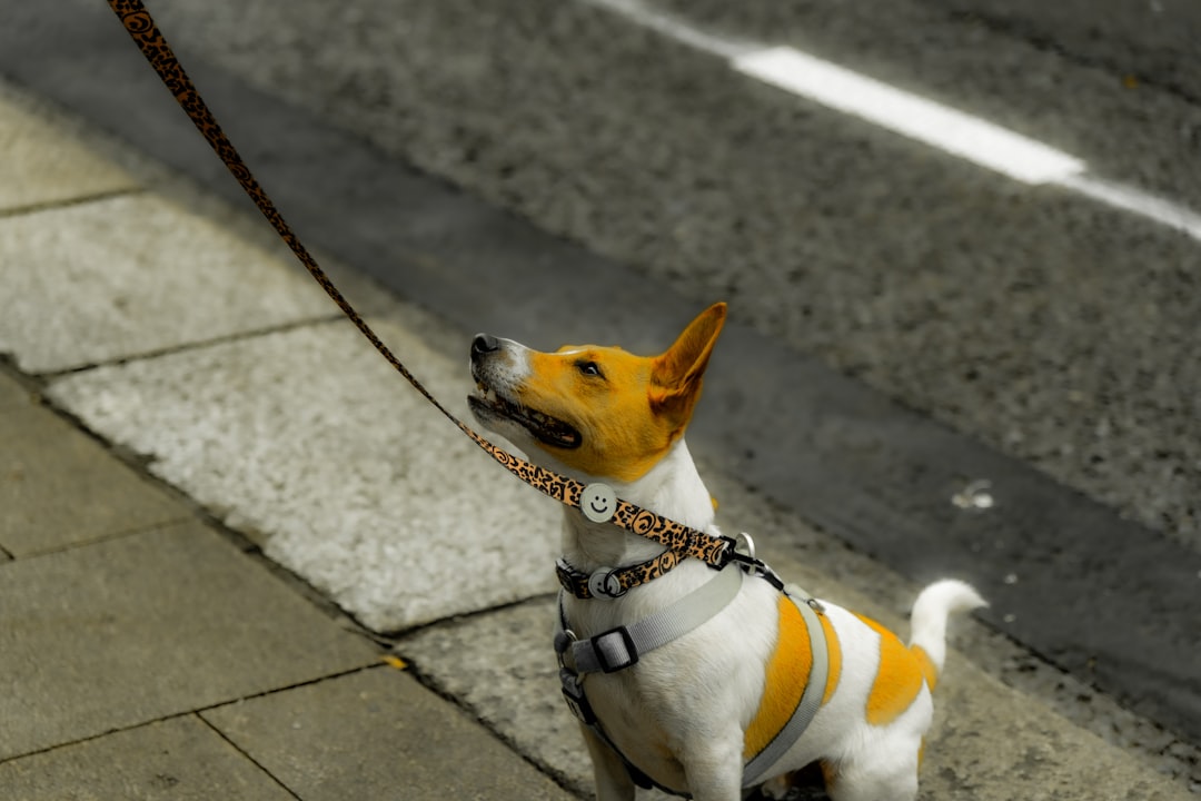 Pet Leash