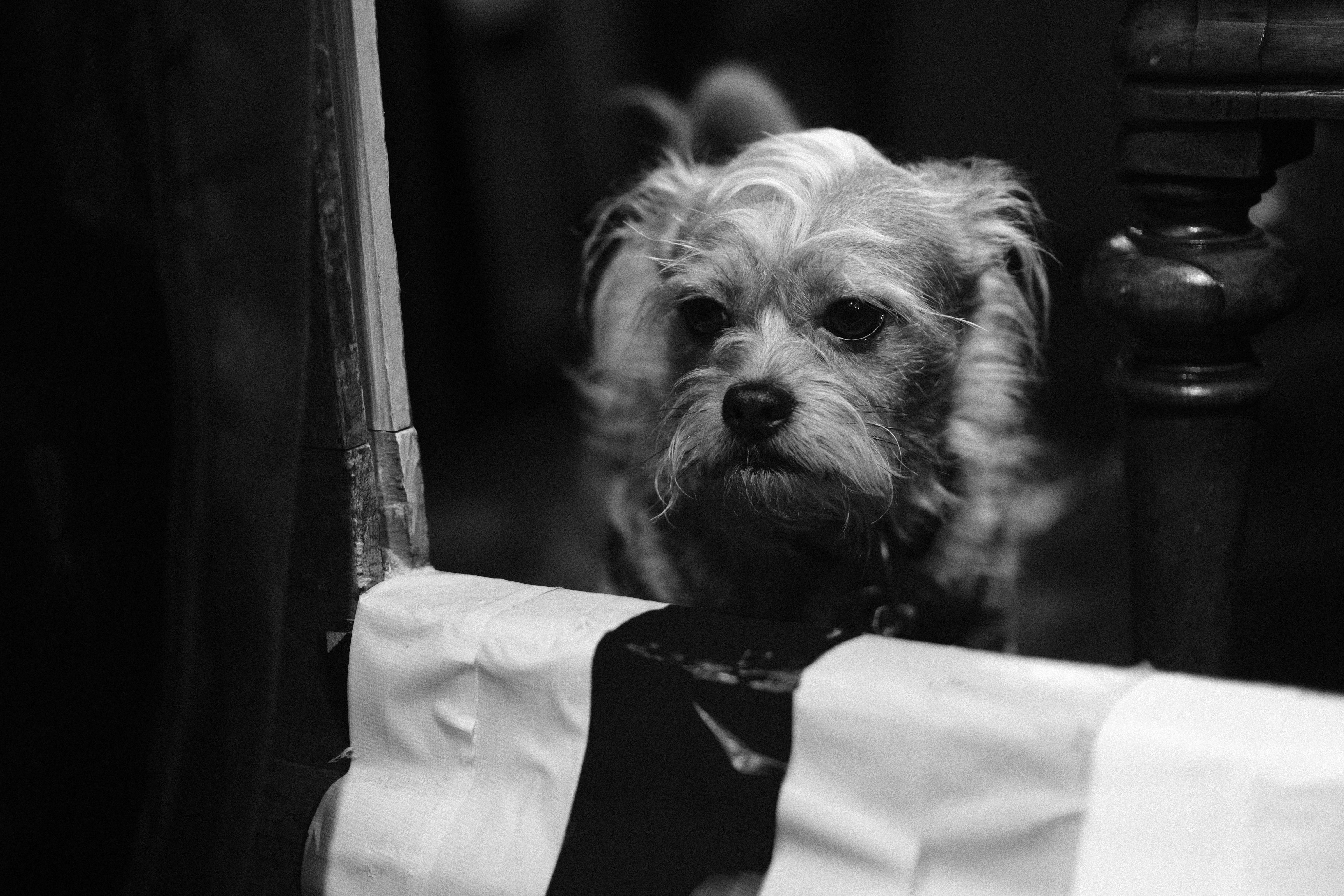 A small fluffy dog looks out from behind a curtain.
