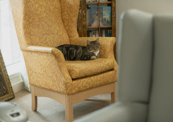 Gato en sillón antes del lavado de salas en Coacalco