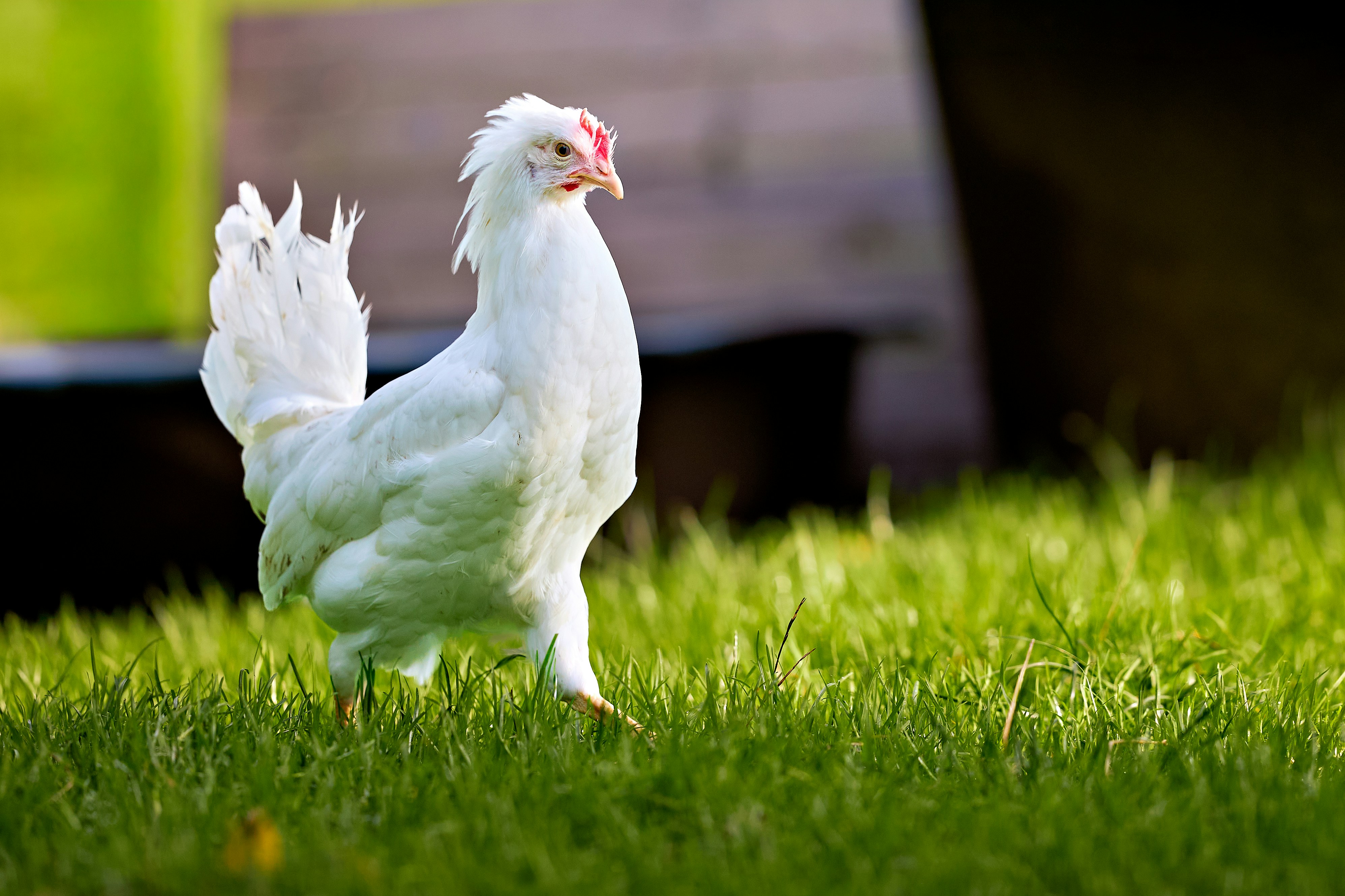 Photo by erwinbosman