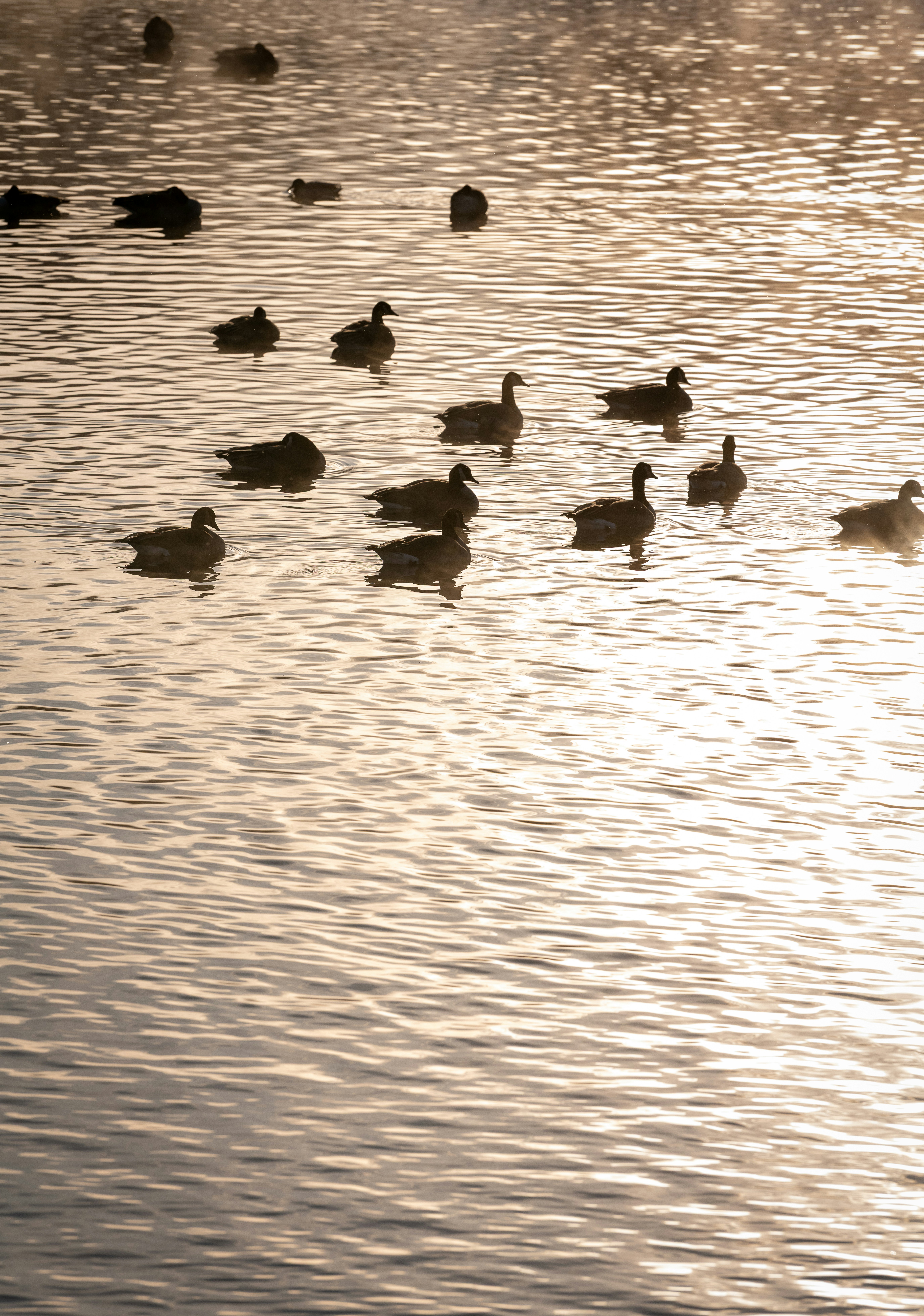 Enten, die bei Sonnenaufgang auf einem nebligen See schwimmen.