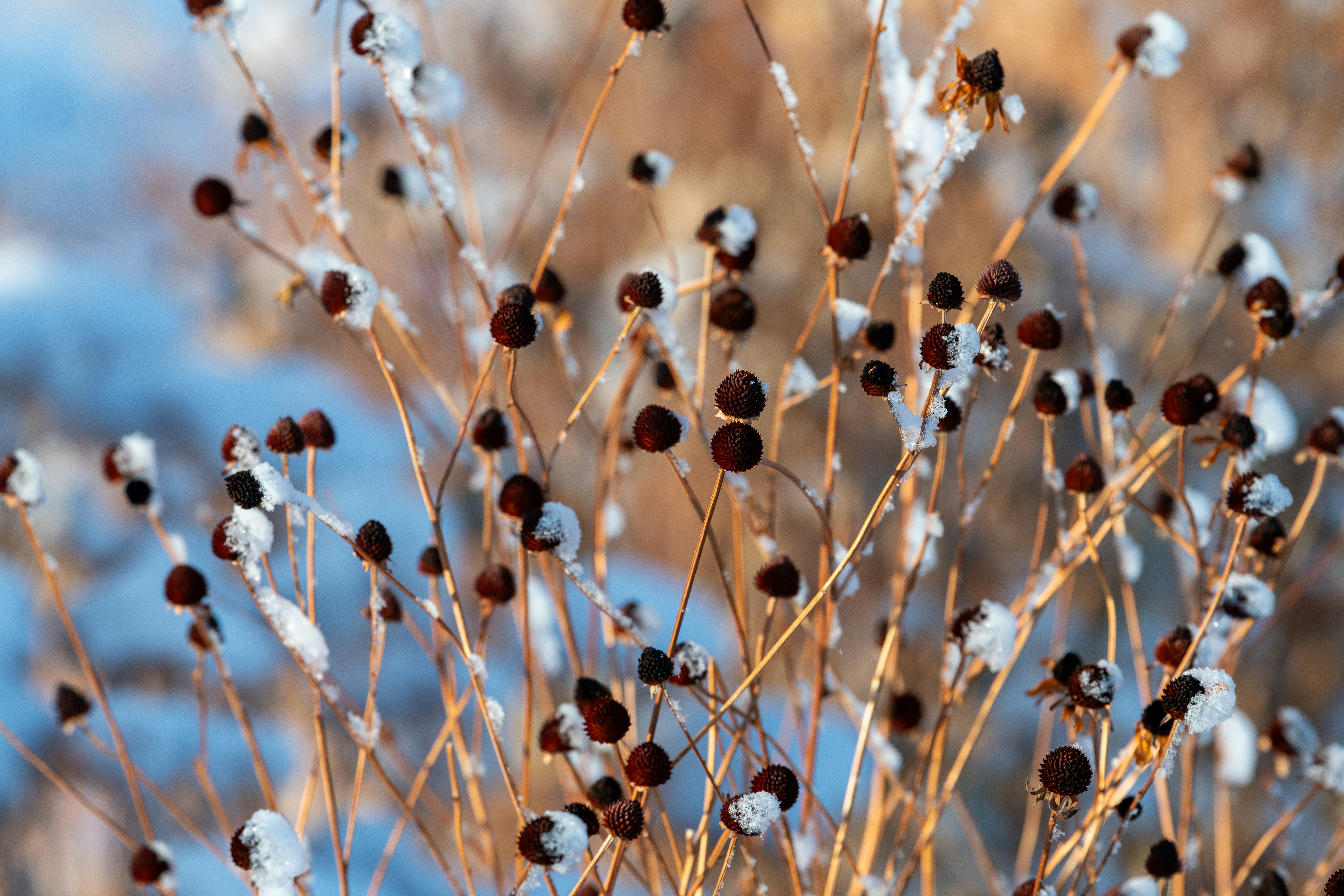 Trockene Samenköpfe bedeckt mit Schnee im Winter