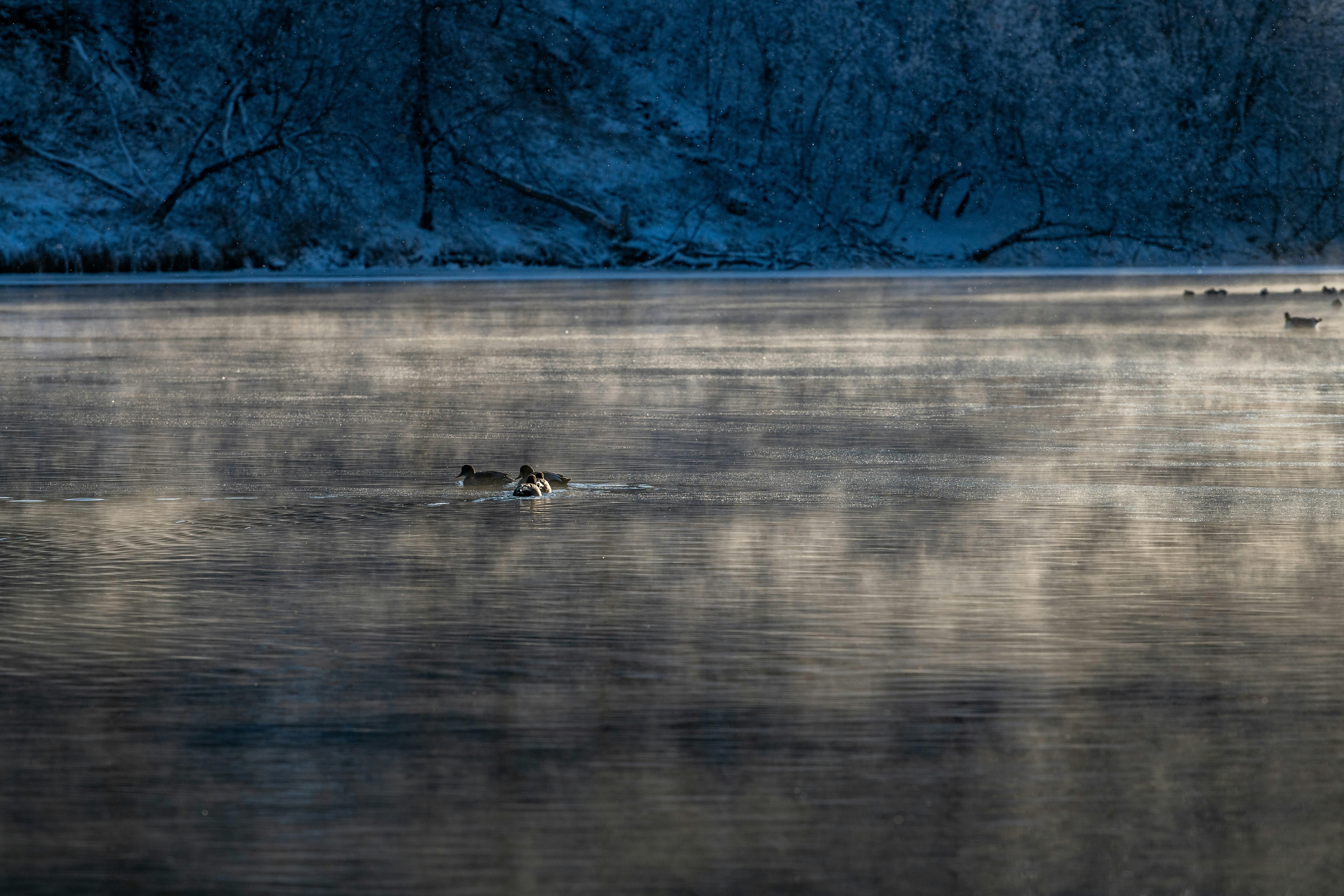 Enten, die bei Tagesanbruch auf einem nebligen See schwimmen