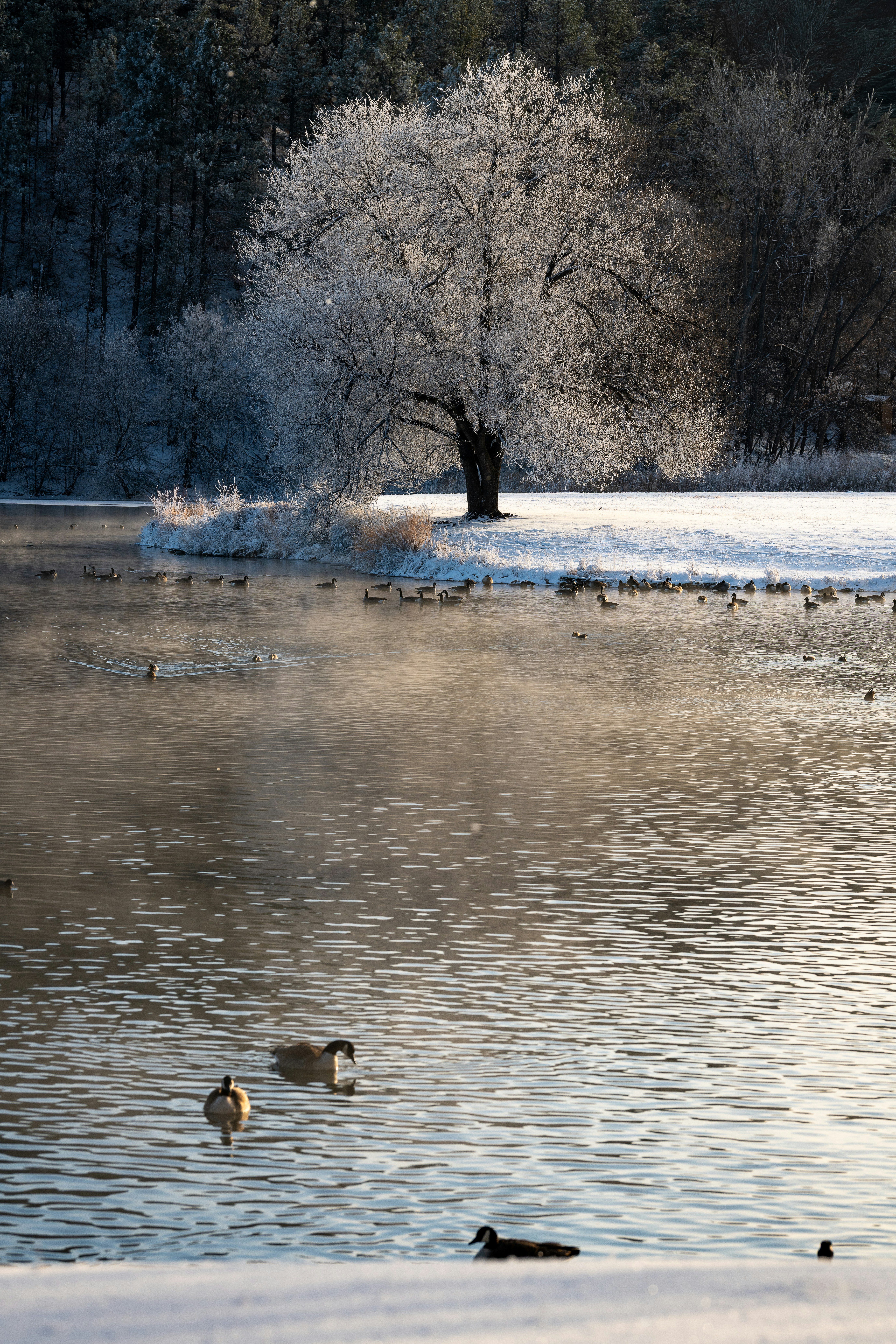 Enten schwimmen auf einem nebligen See in der Nähe eines frostigen Baumes.