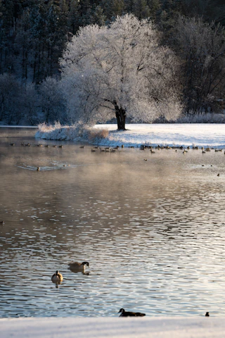 Ducks swim on a misty lake near a frosted tree.