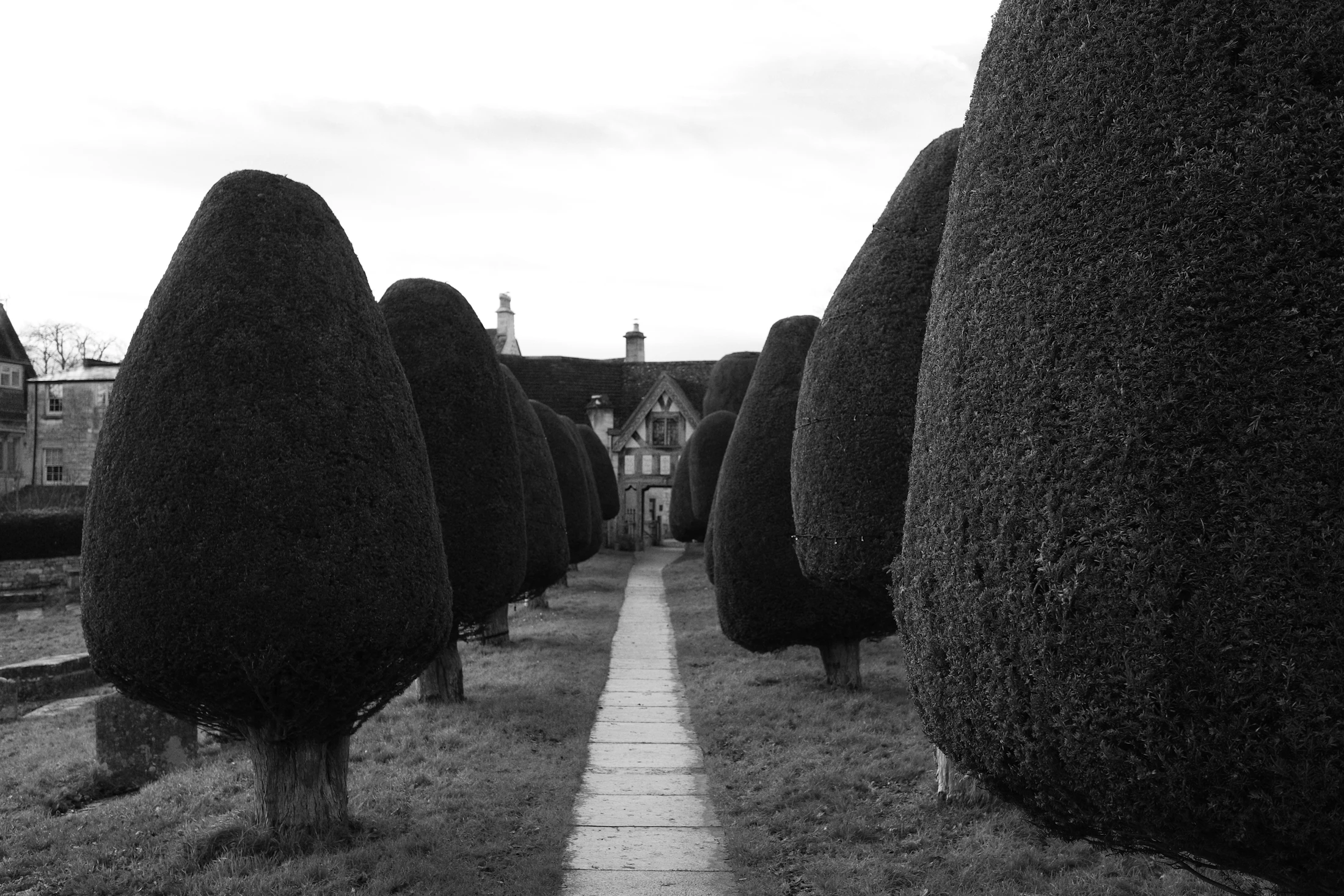 A formal garden path lined with tall conical trees.