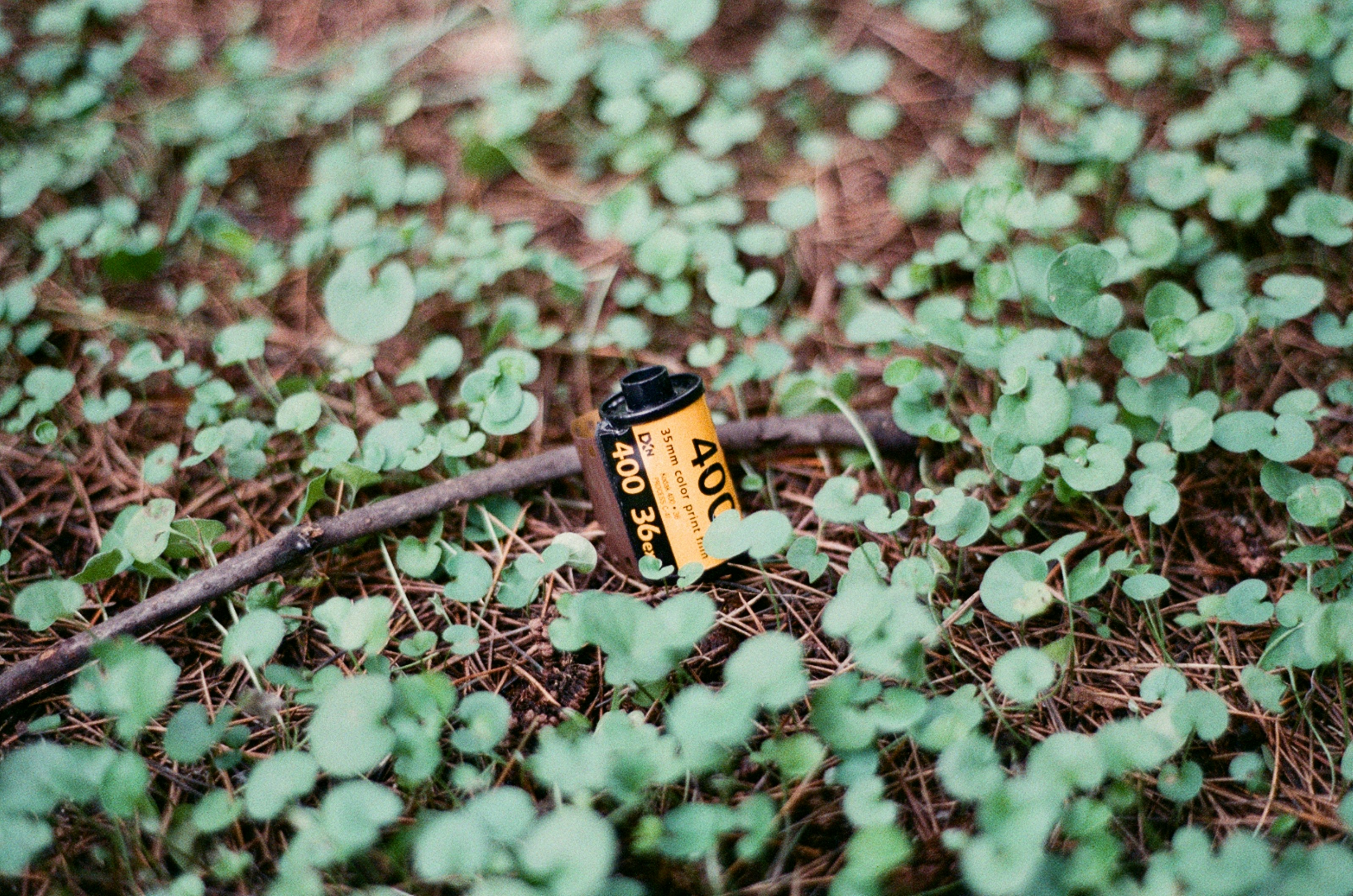 A roll of film rests on the forest floor.