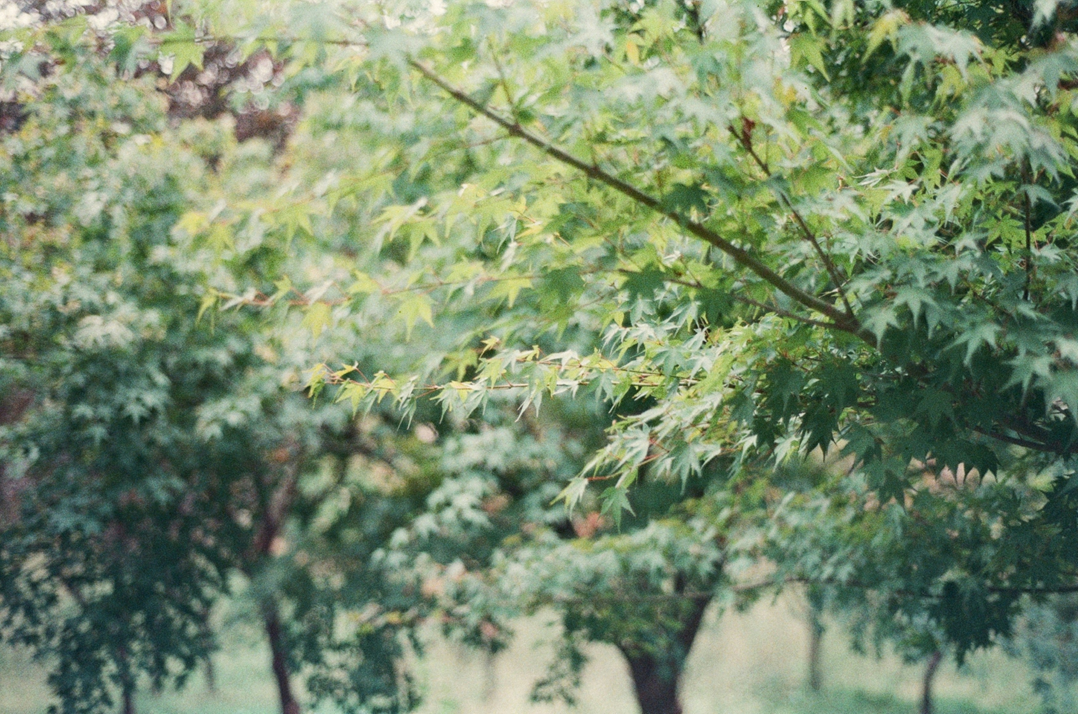 Green maple leaves on branches in a forest.