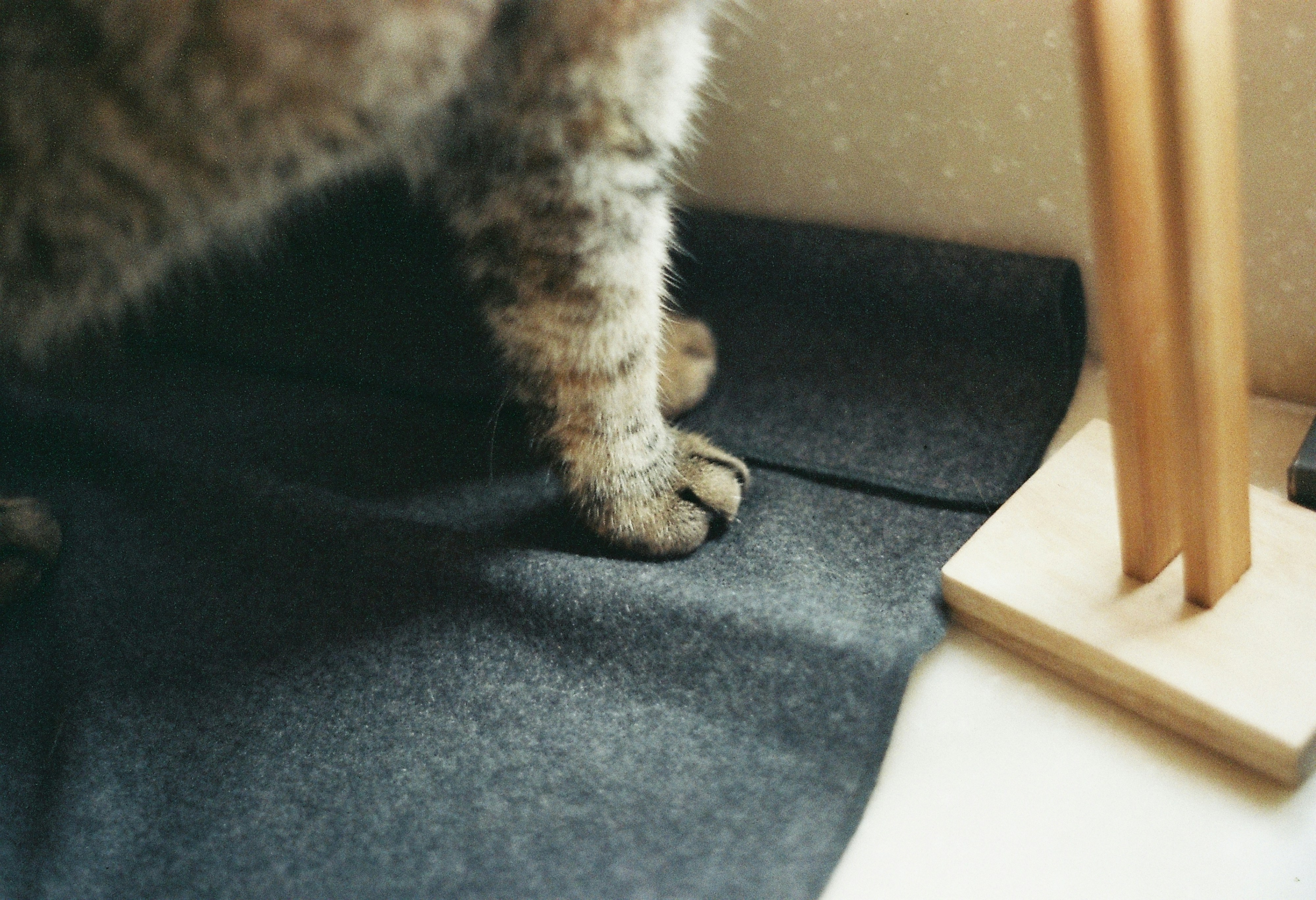 A cat's paws on a grey mat